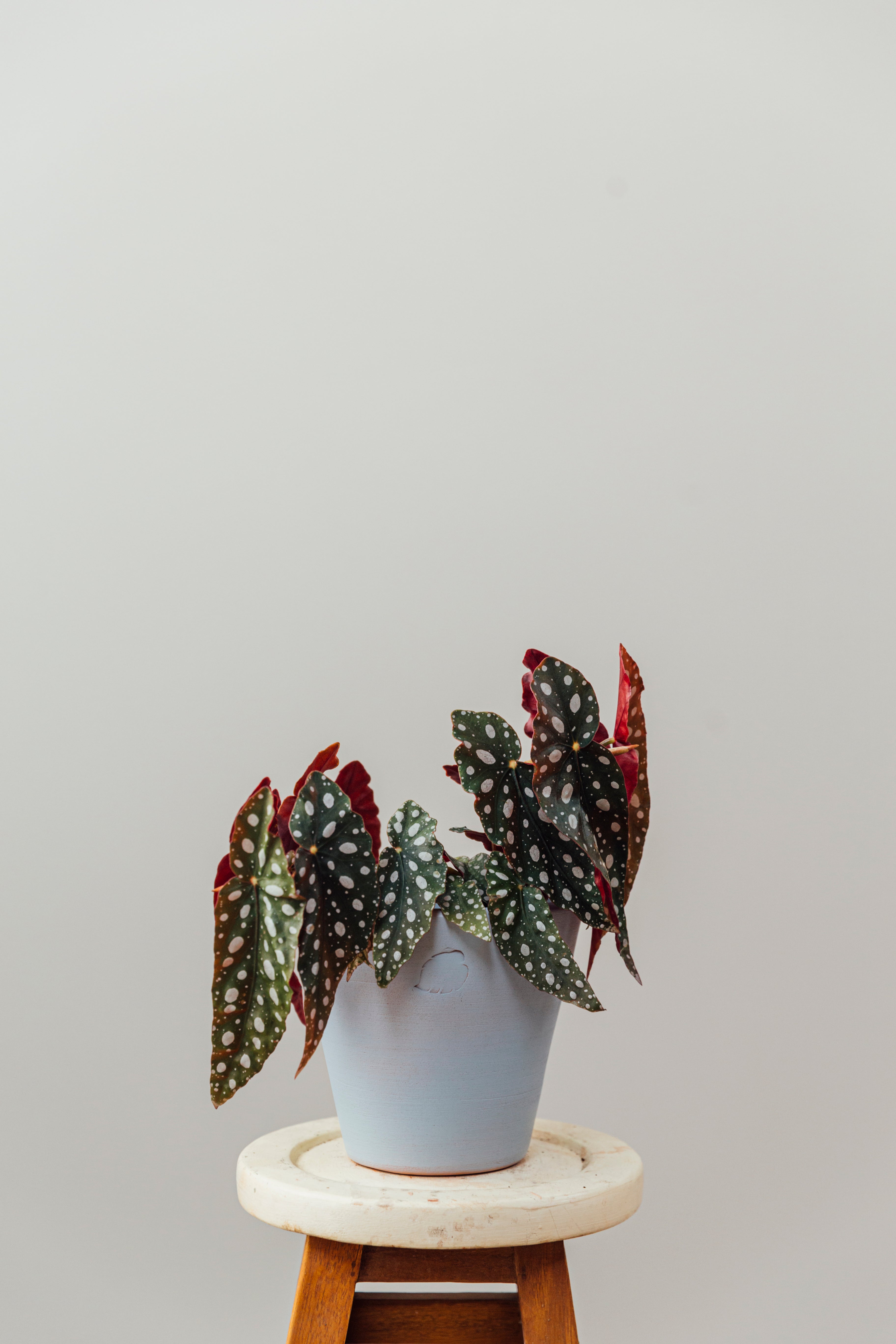 Samantha Jr Sky Çömlek Saksılı