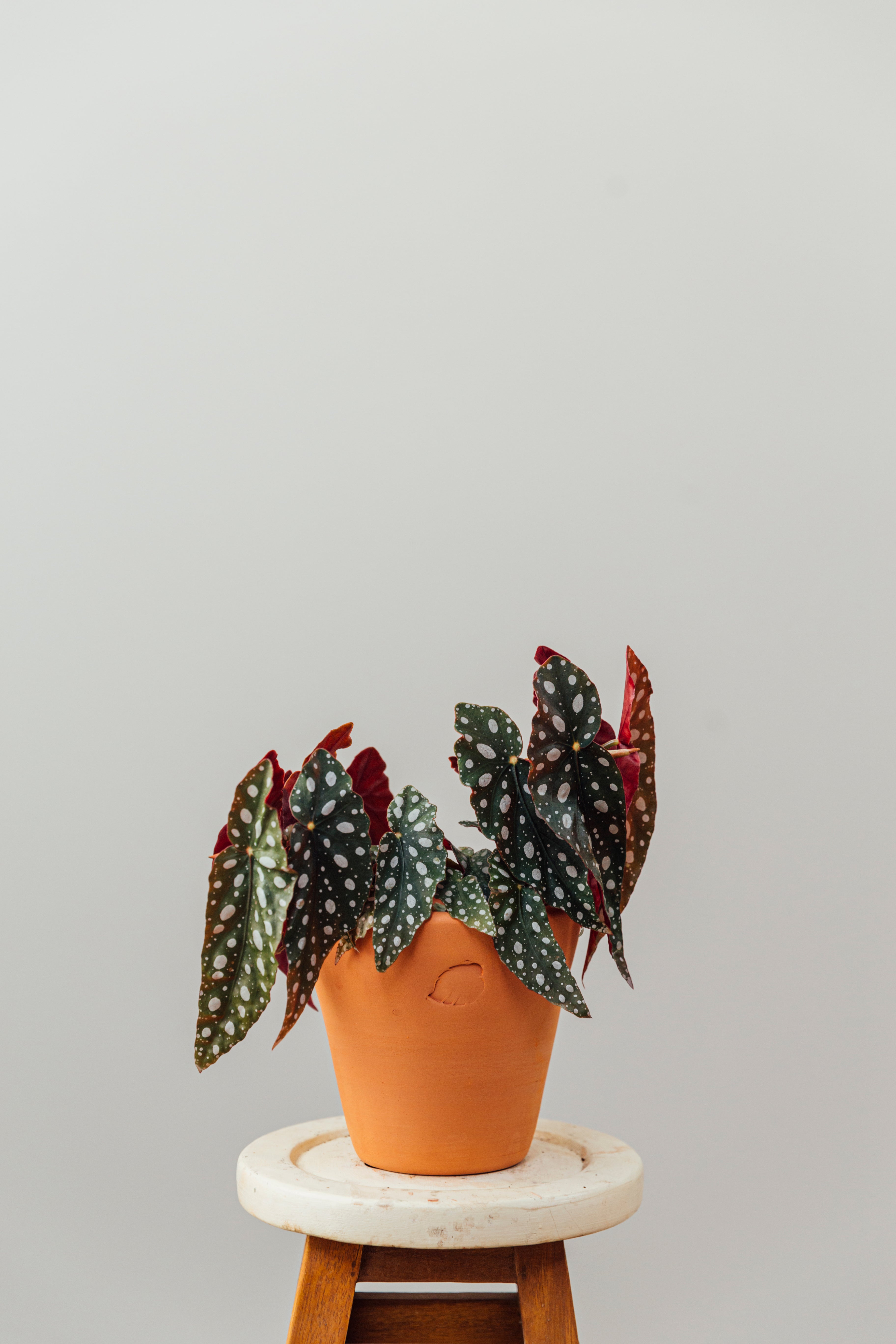 Samantha Jr Clay Çömlek Saksılı