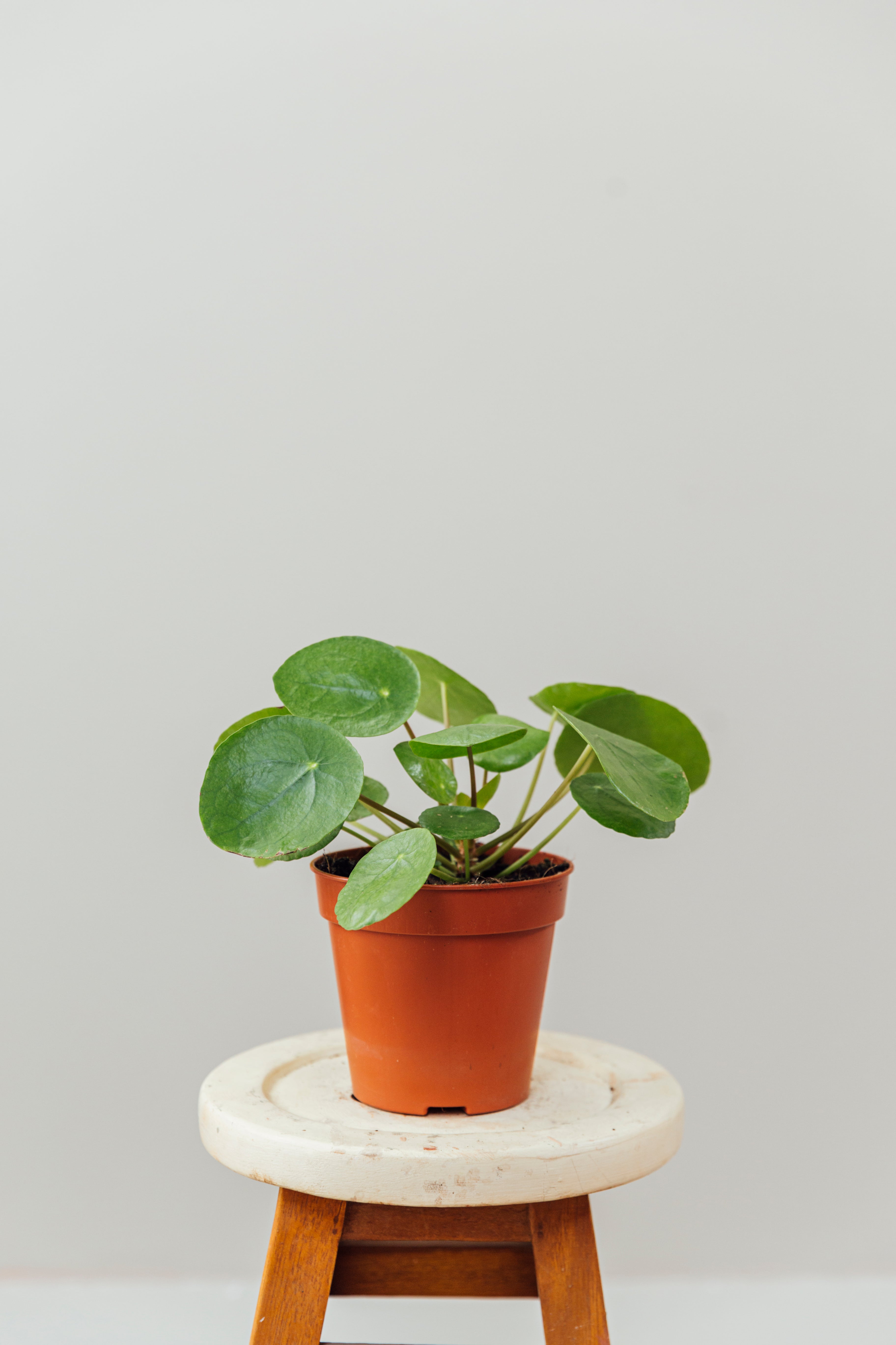 Charlotte - Çin Para Bitkisi Pilea