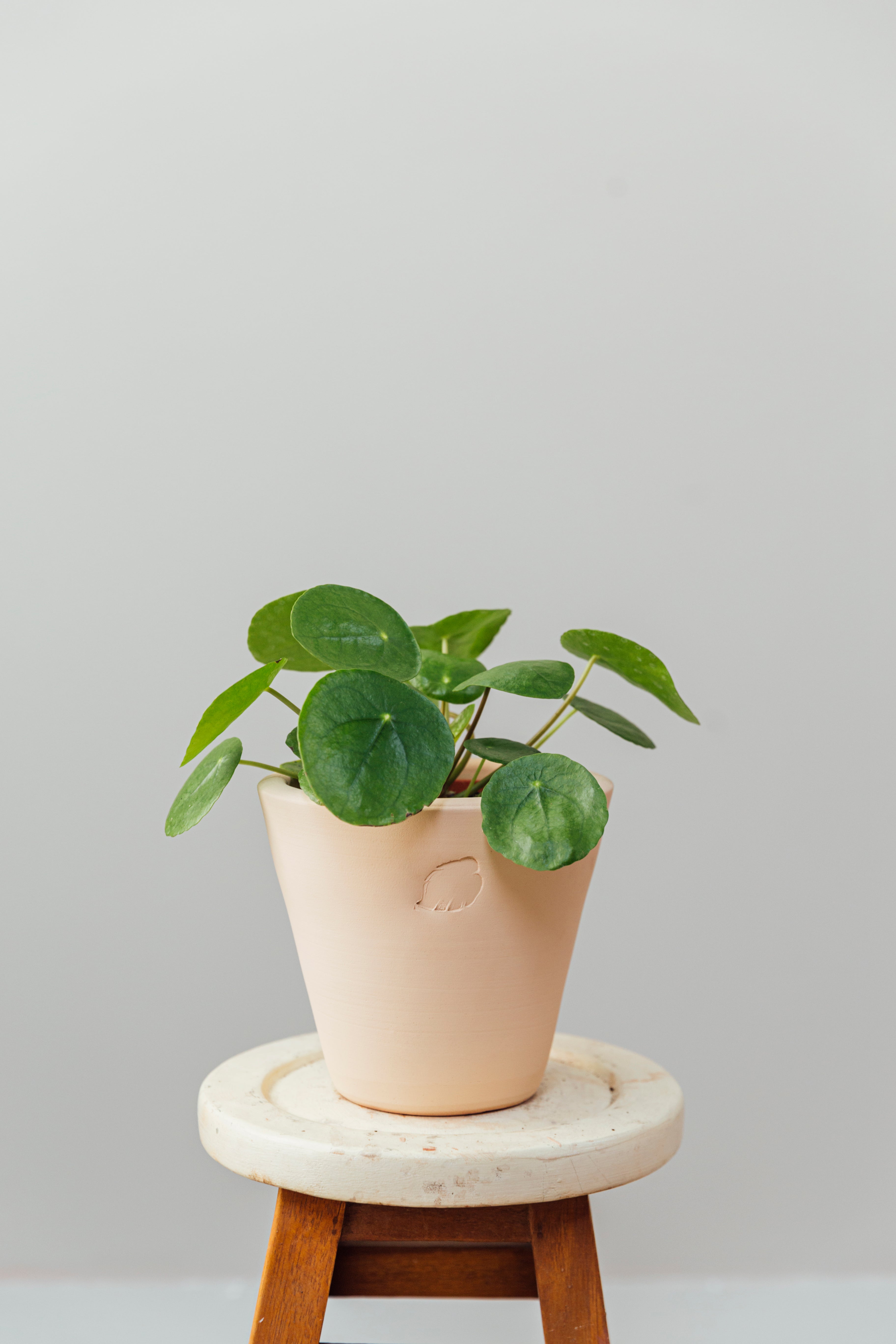 Charlotte Sahara Çömlek Saksılı