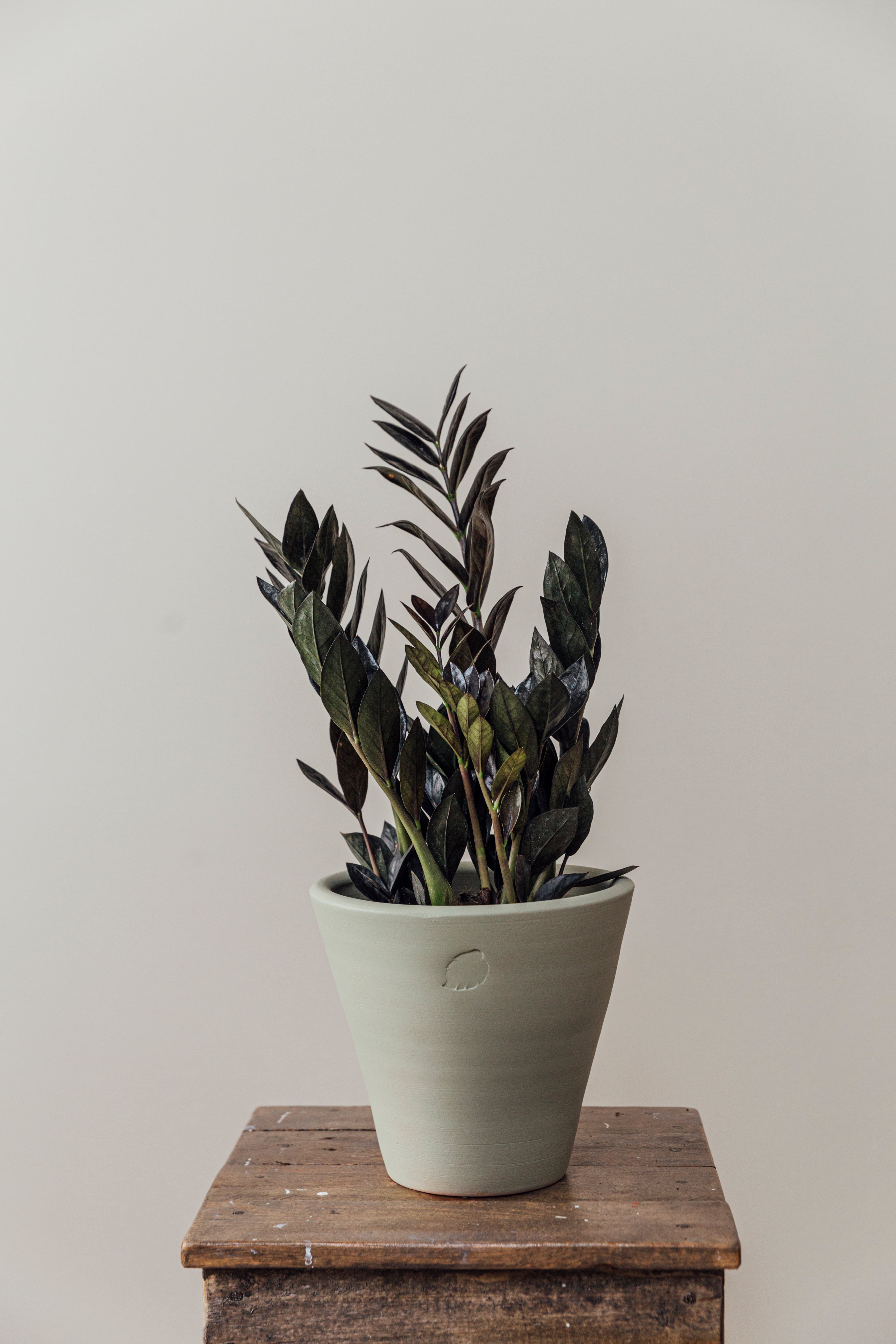 Black Zia Mint Çömlek Saksılı