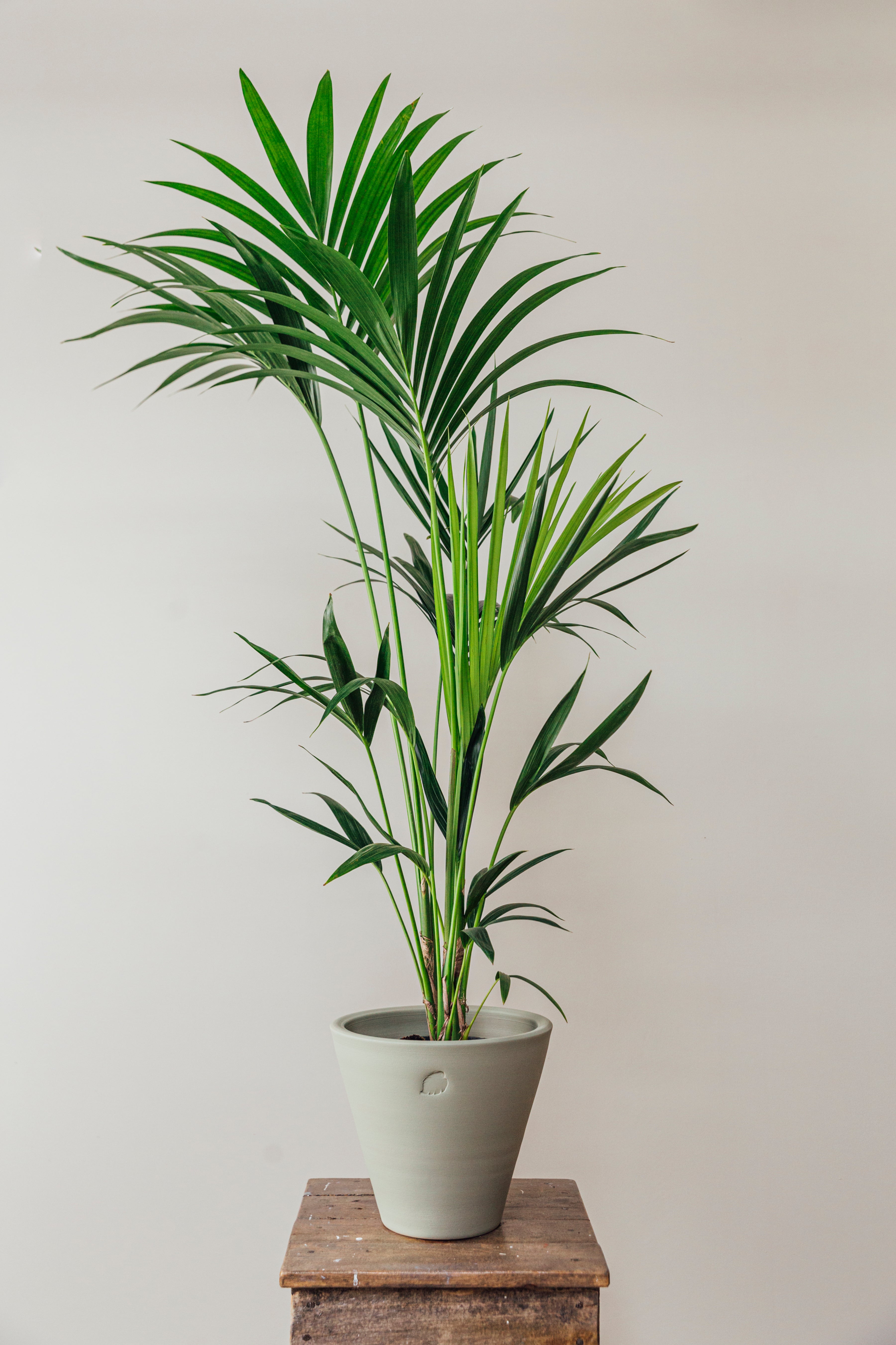 Kentia