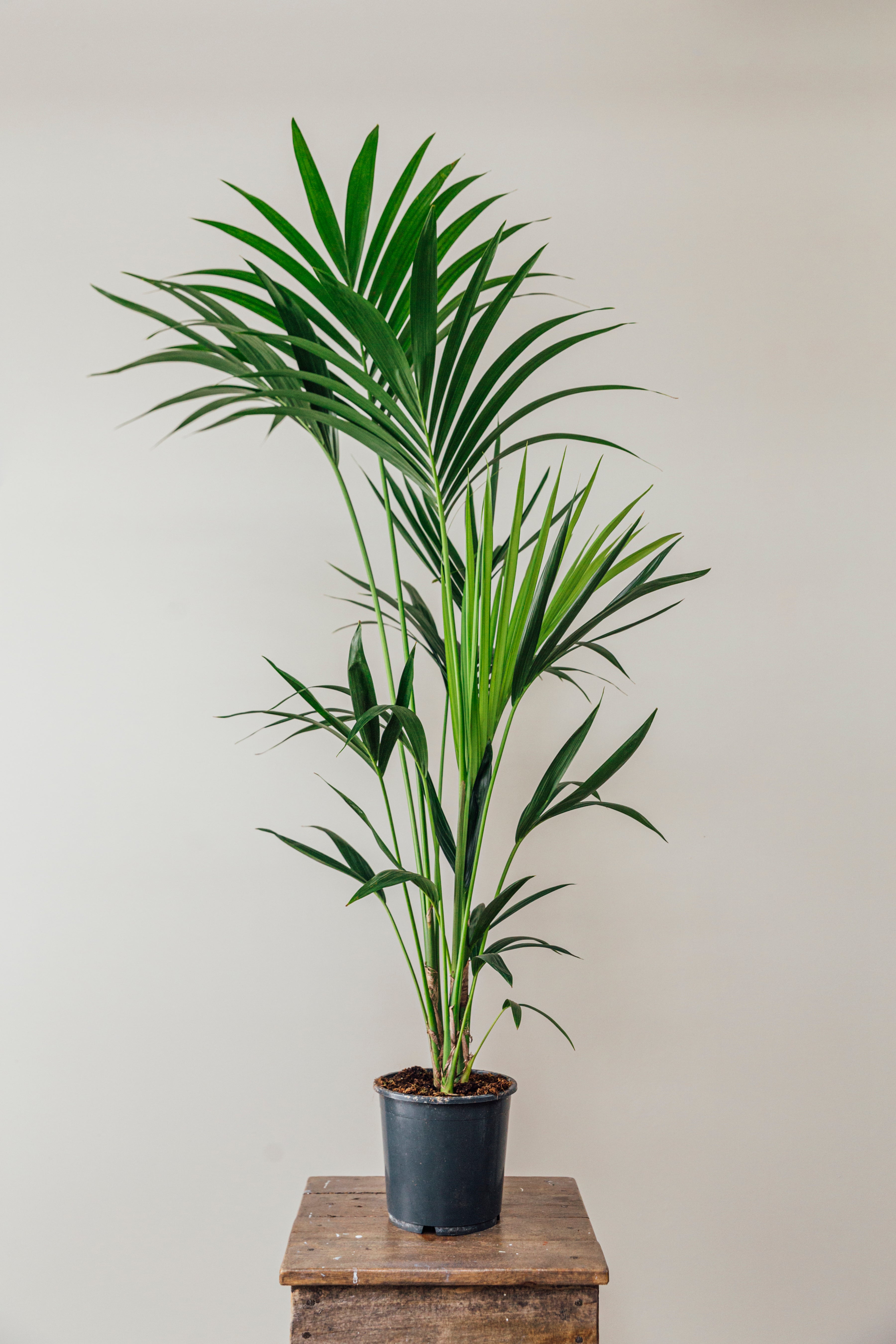 Kentia
