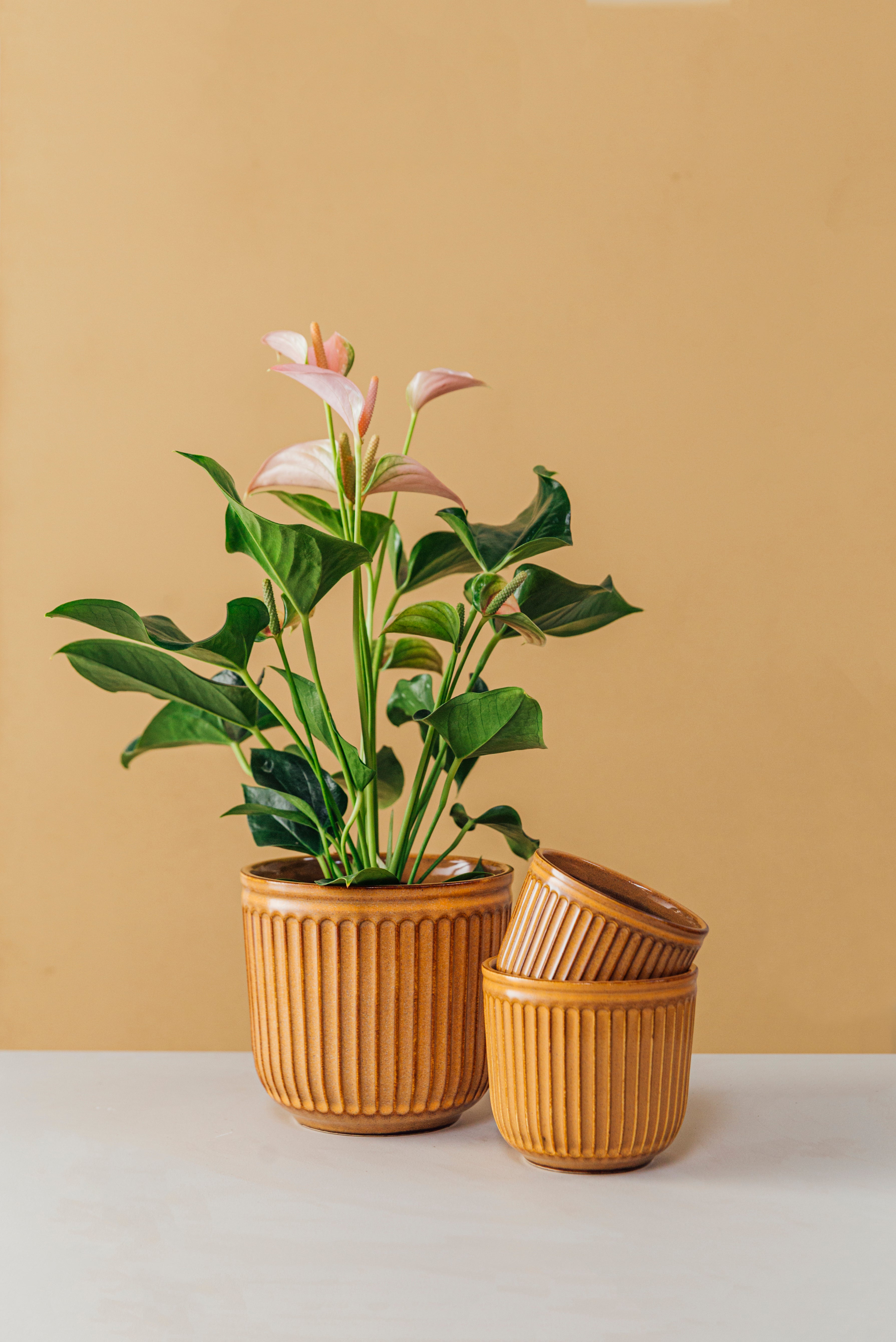 Abel Flower Pot Set of 3