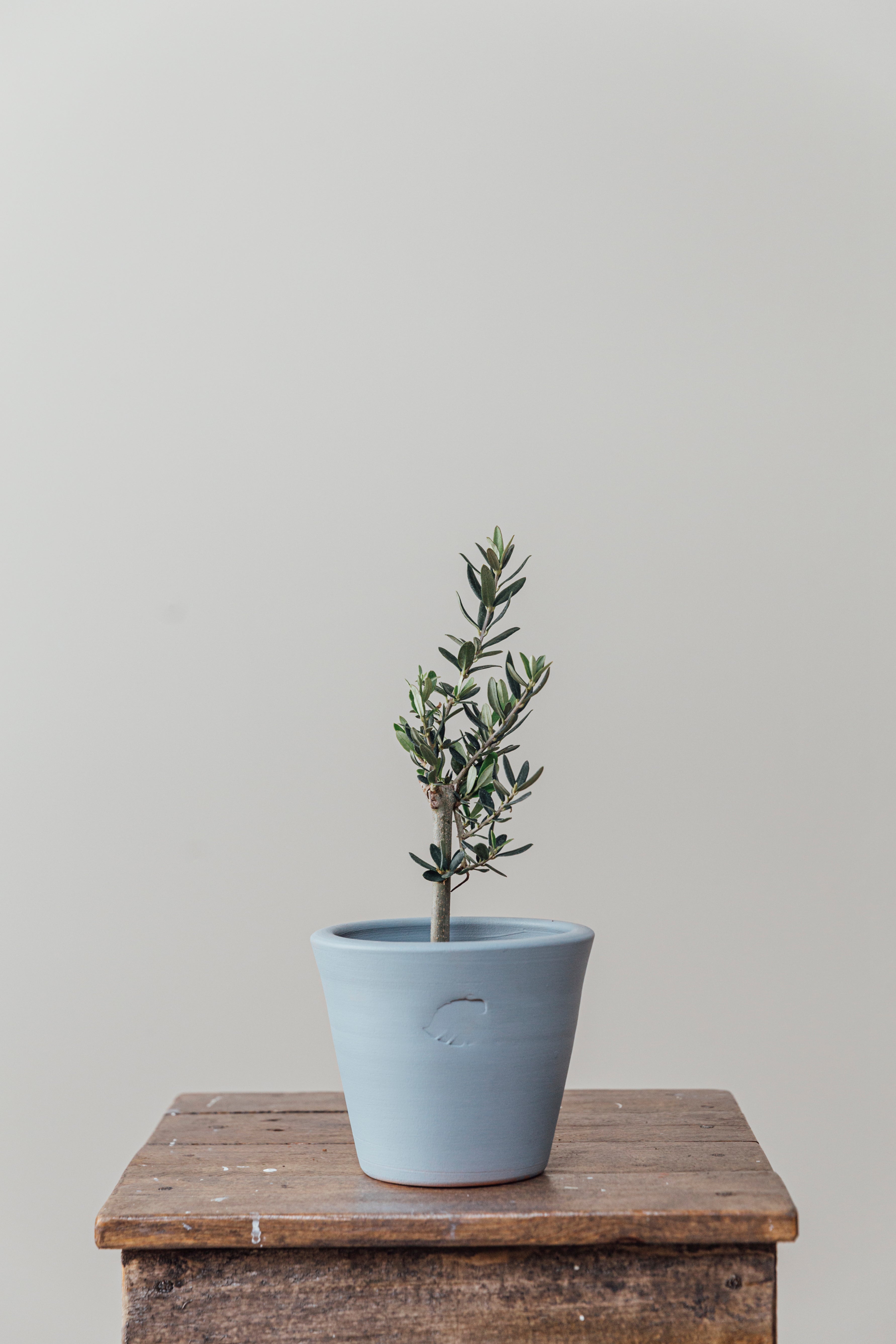 Olive Sky Çömlek Saksılı