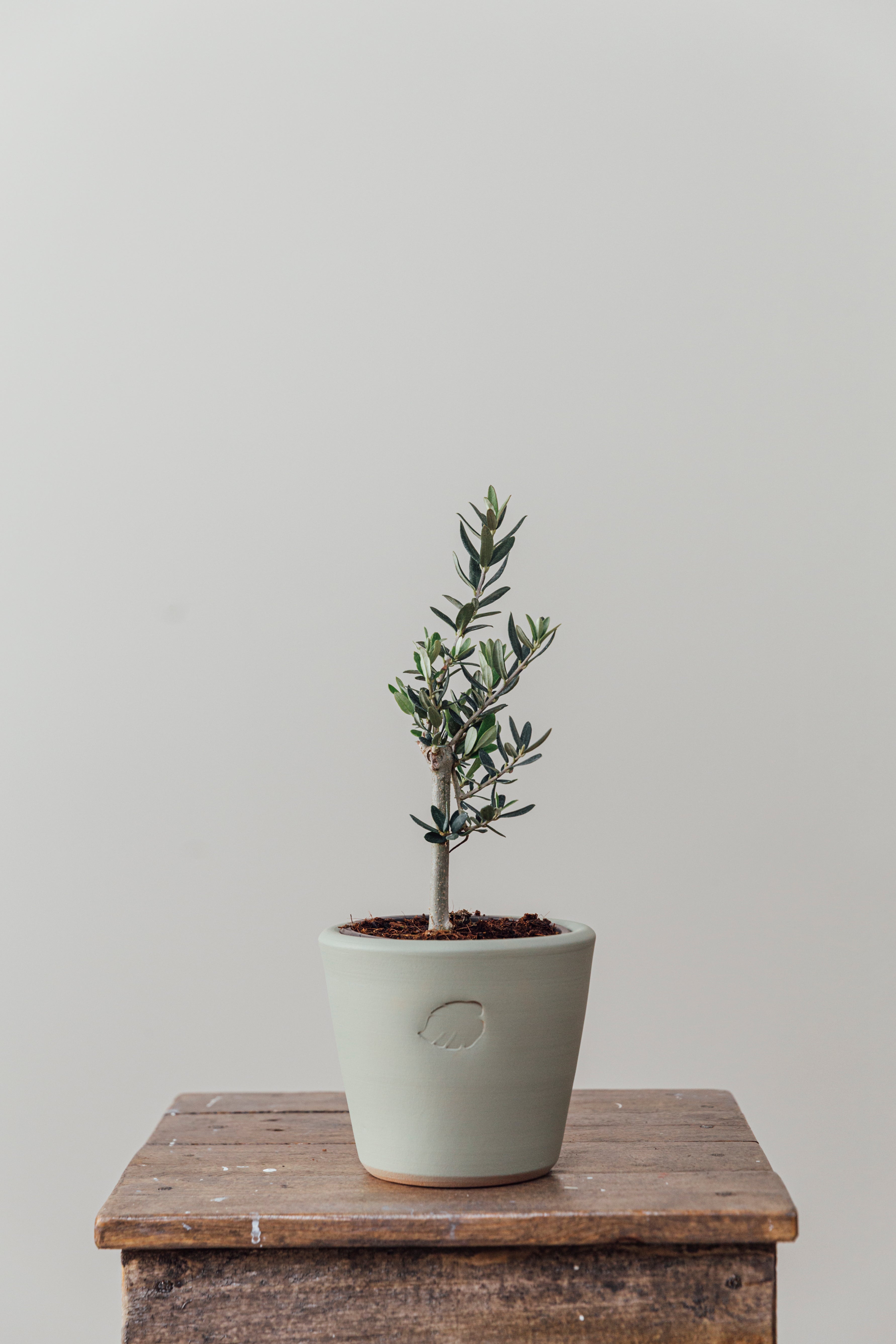 Olive Mint Çömlek Saksılı