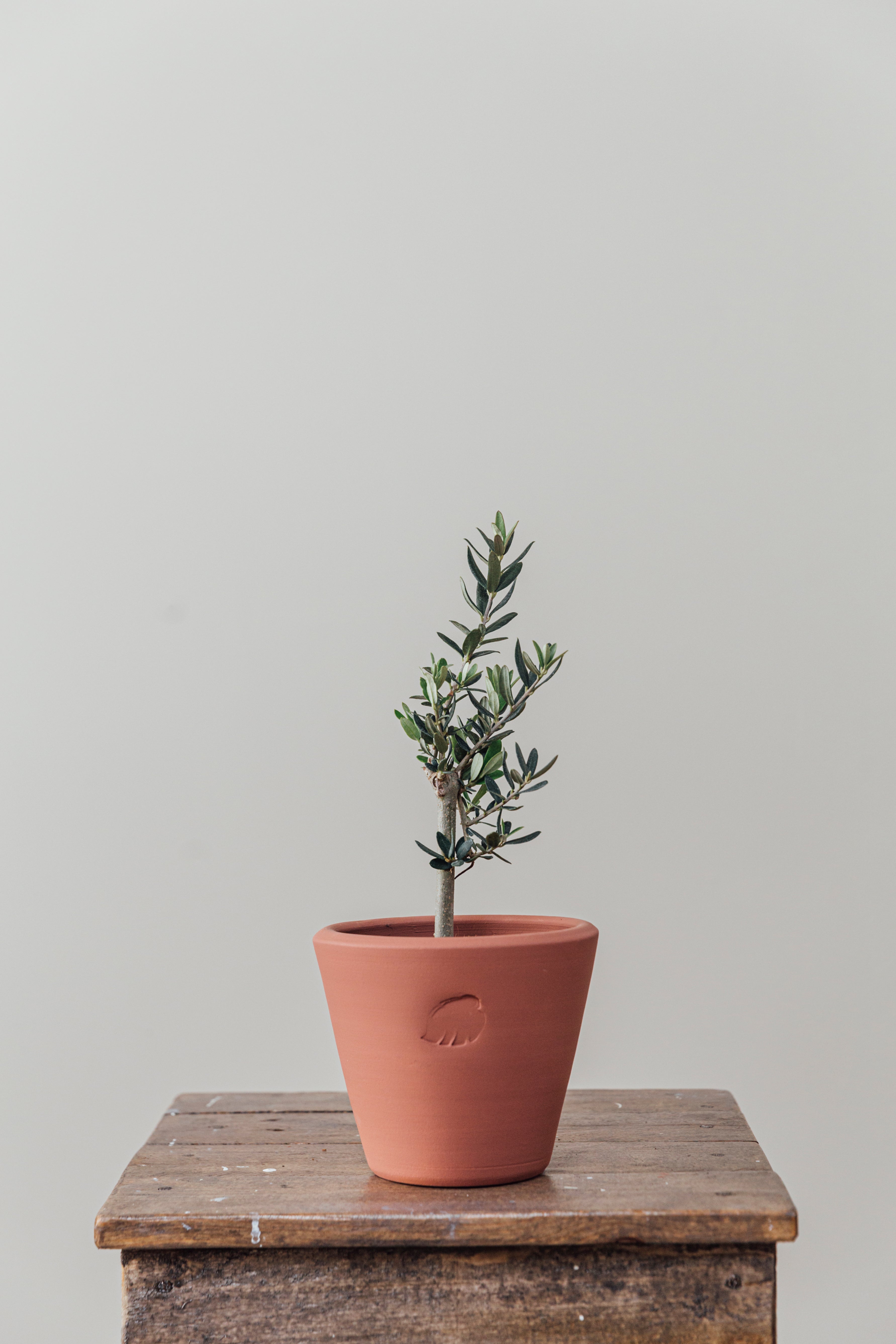 Olive Sunset Çömlek Saksılı