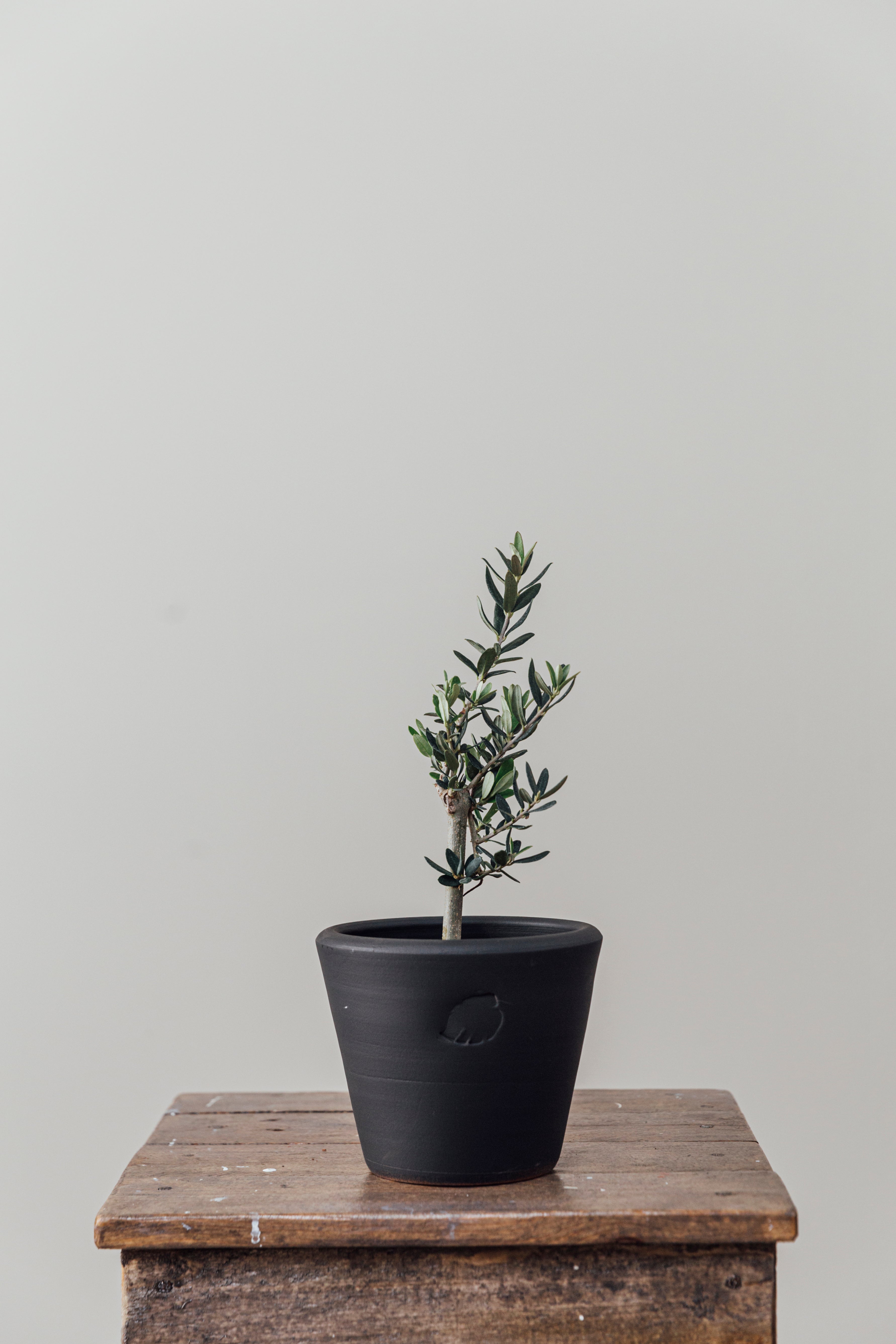 Olive Coal Çömlek Saksılı