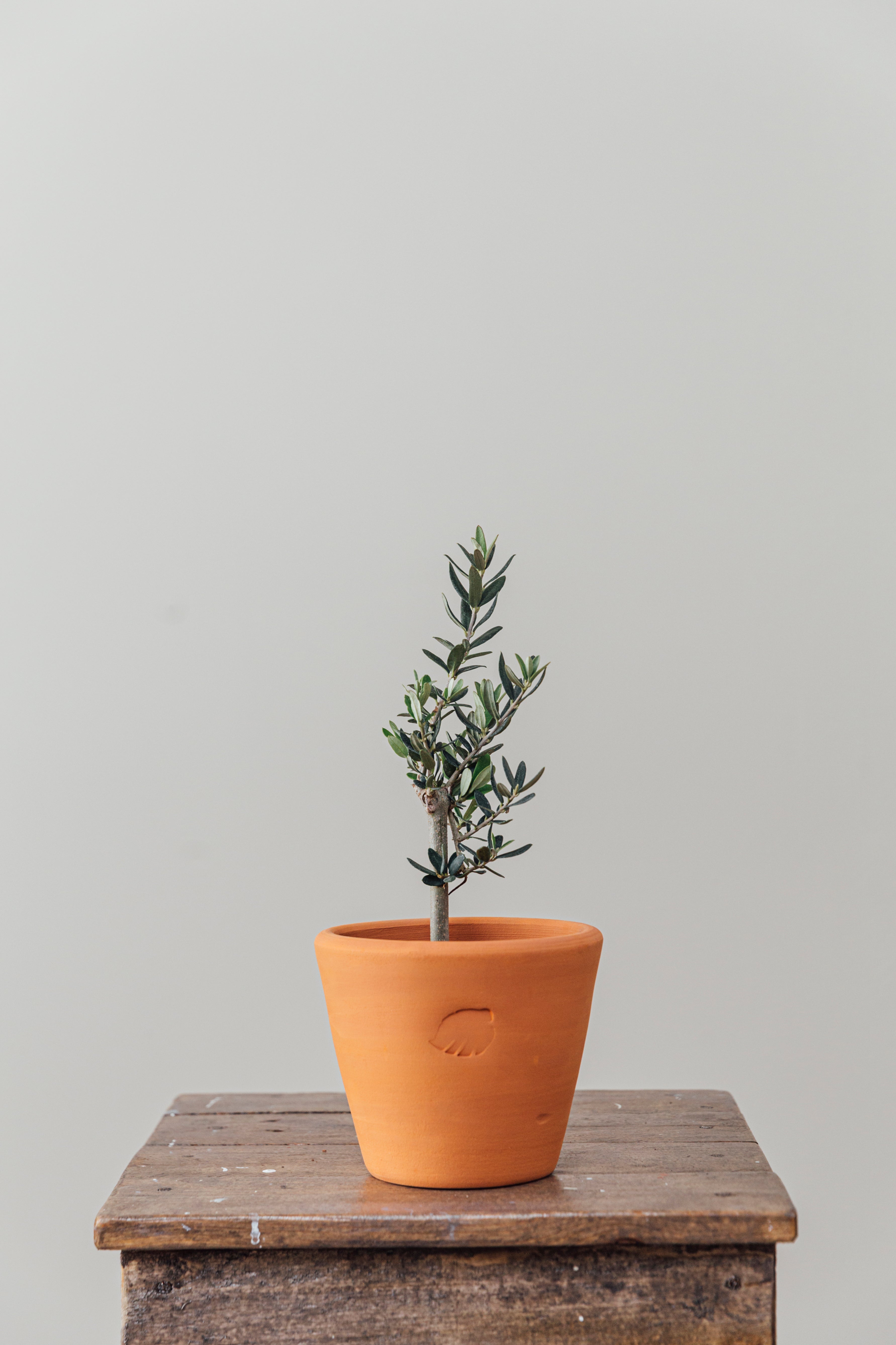 Olive Clay Çömlek Saksılı