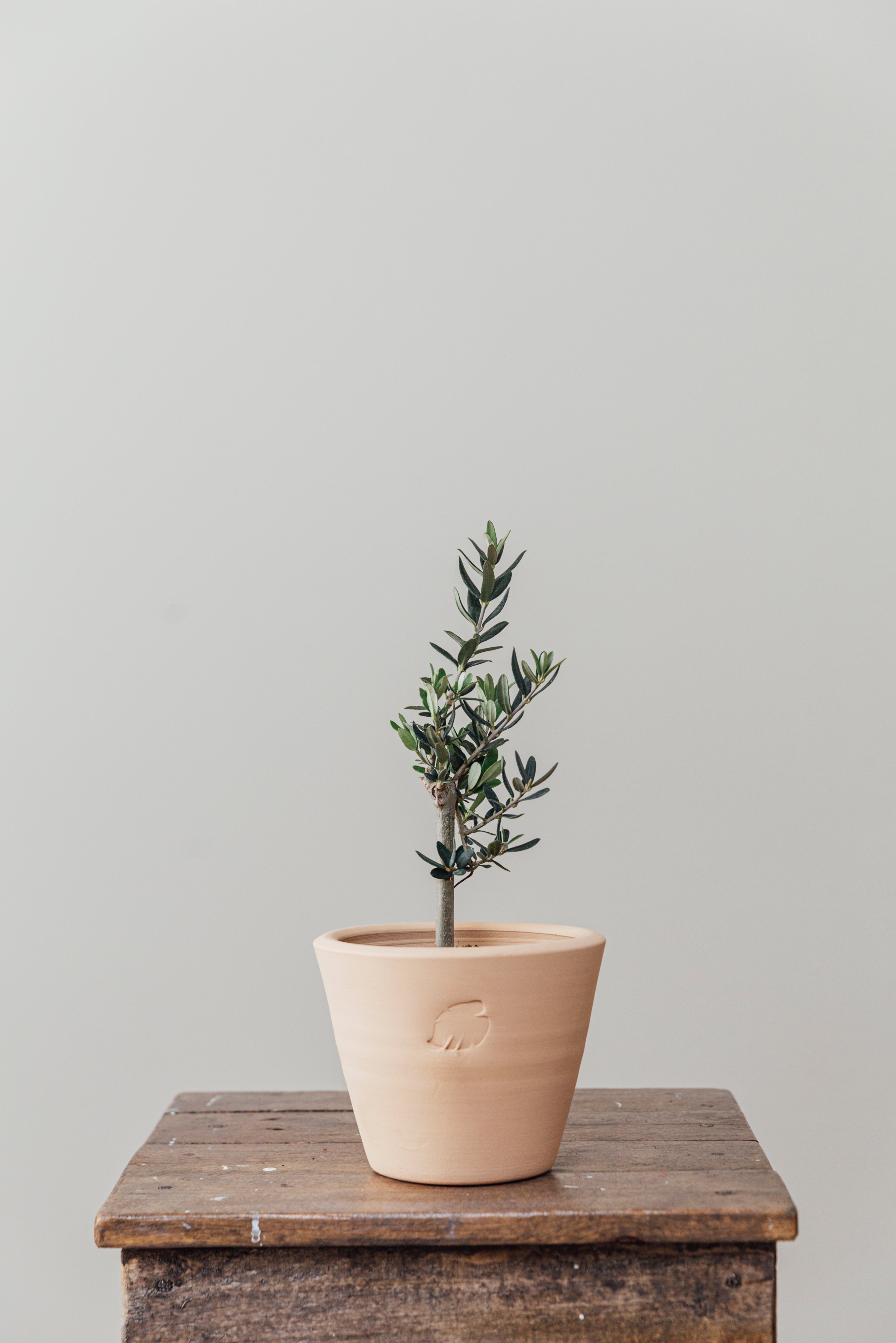 Olive Sahara Çömlek Saksılı