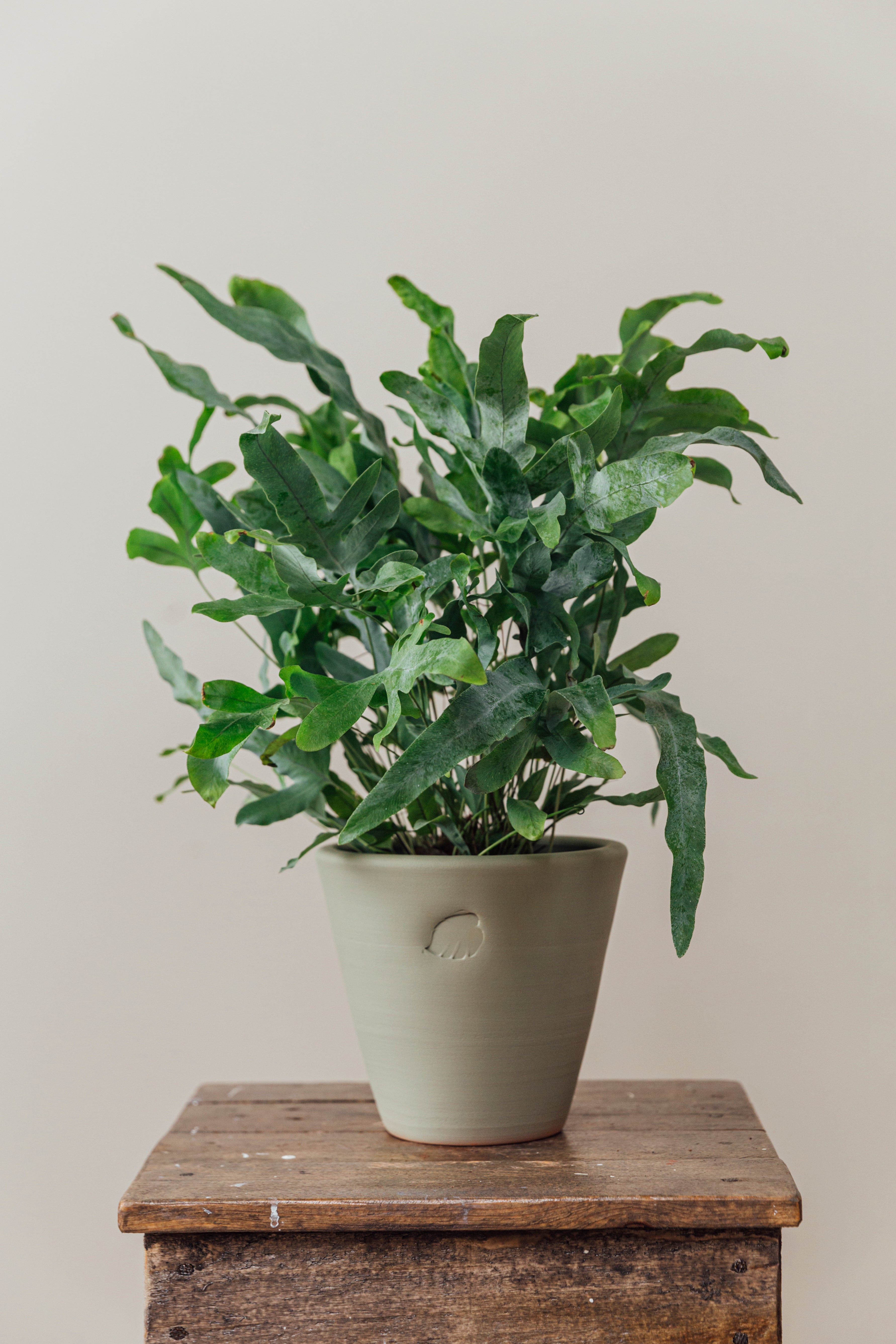 Blue Mint Çömlek Saksılı