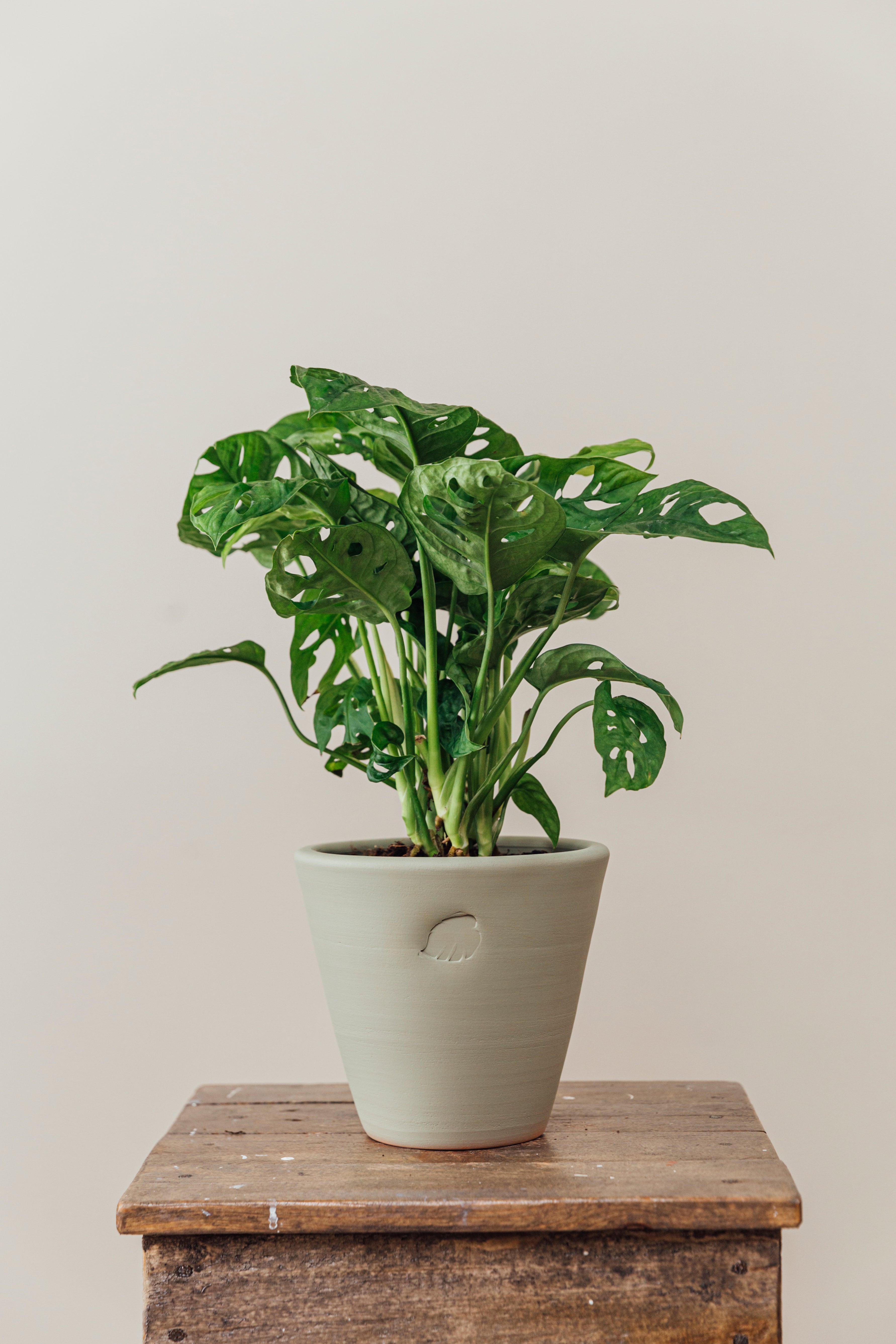 Lily Mint Çömlek Saksılı