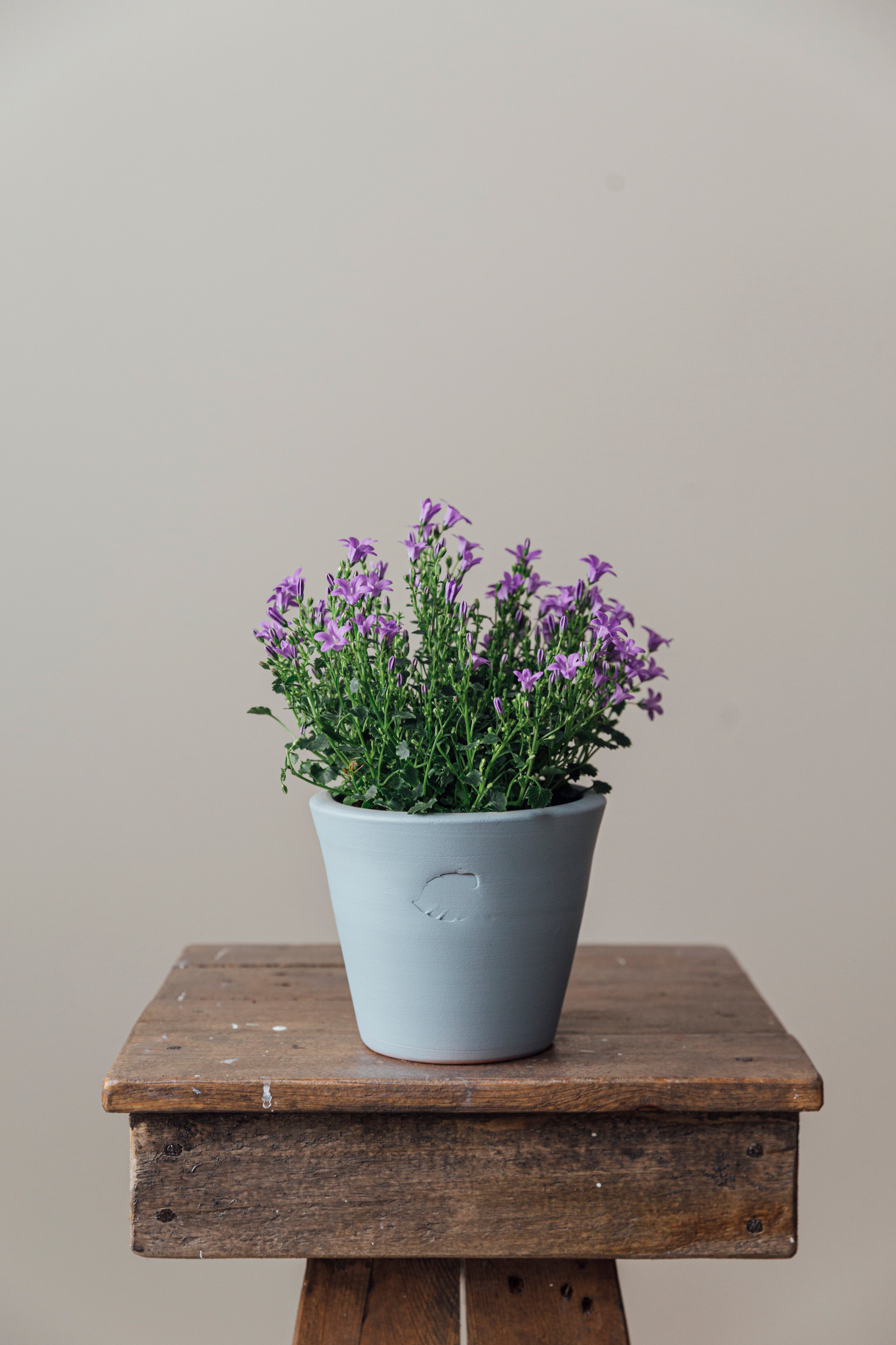 Campanula Sky Çömlek Saksılı