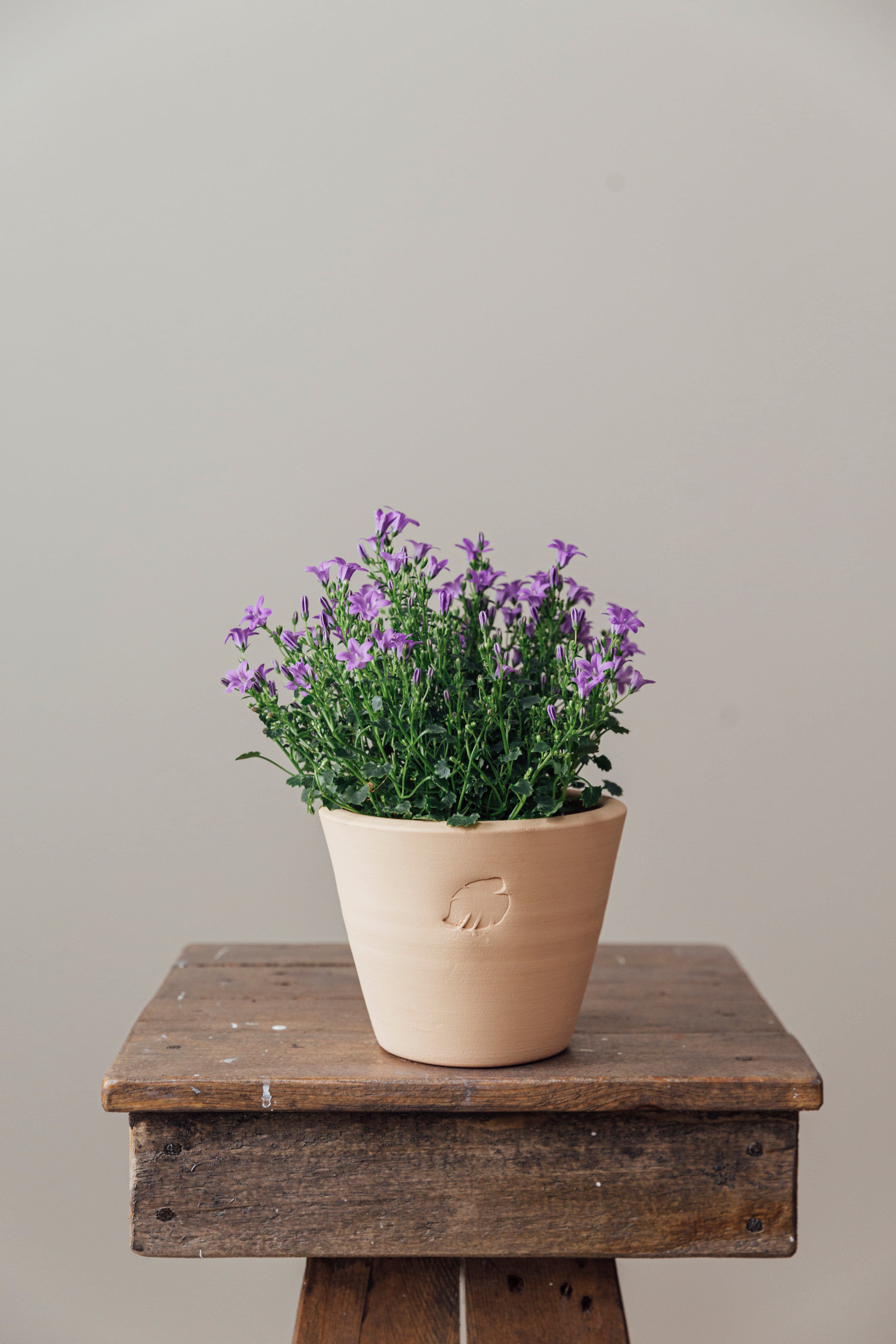 Campanula Sahara Çömlek Saksılı