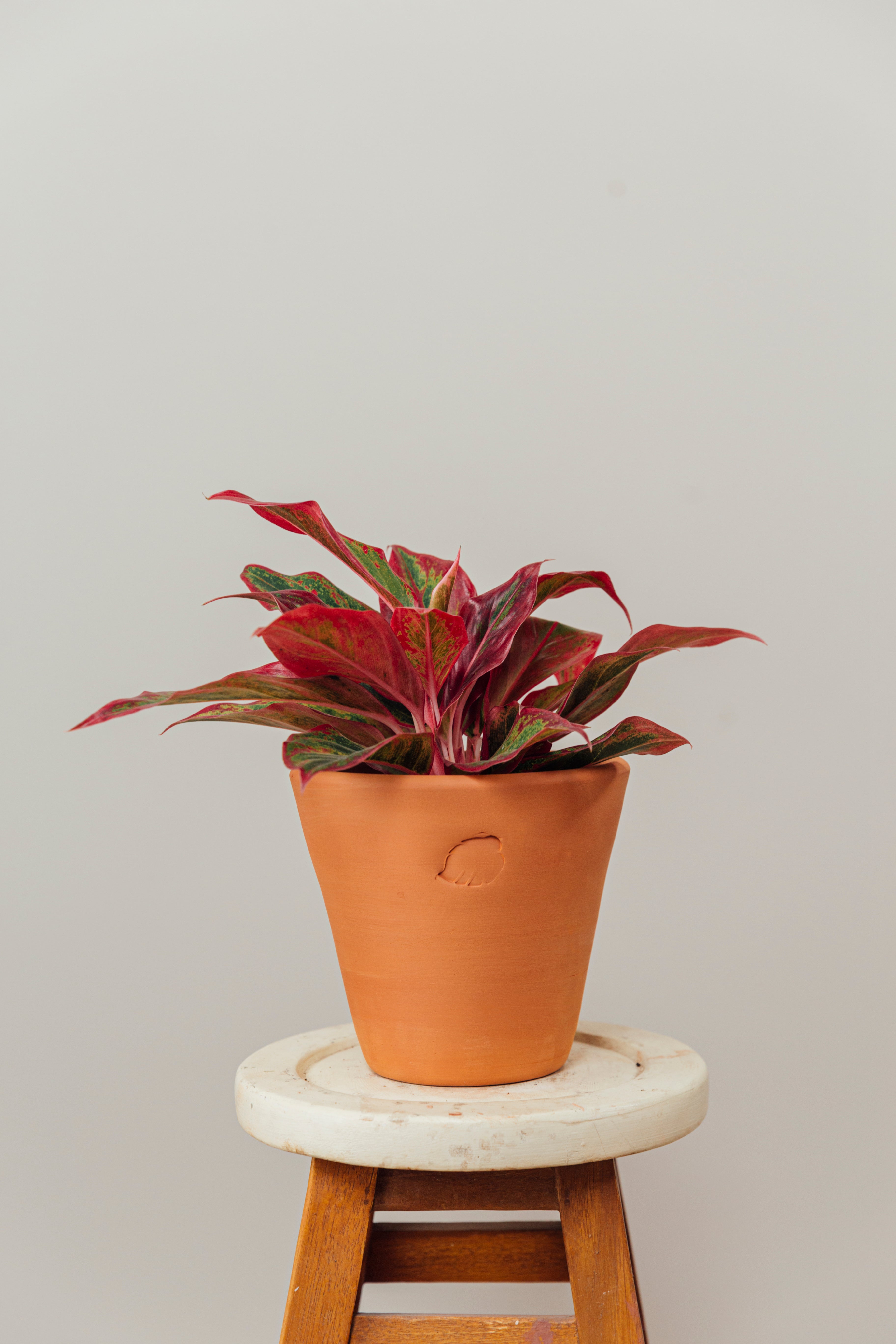 Aglaonema