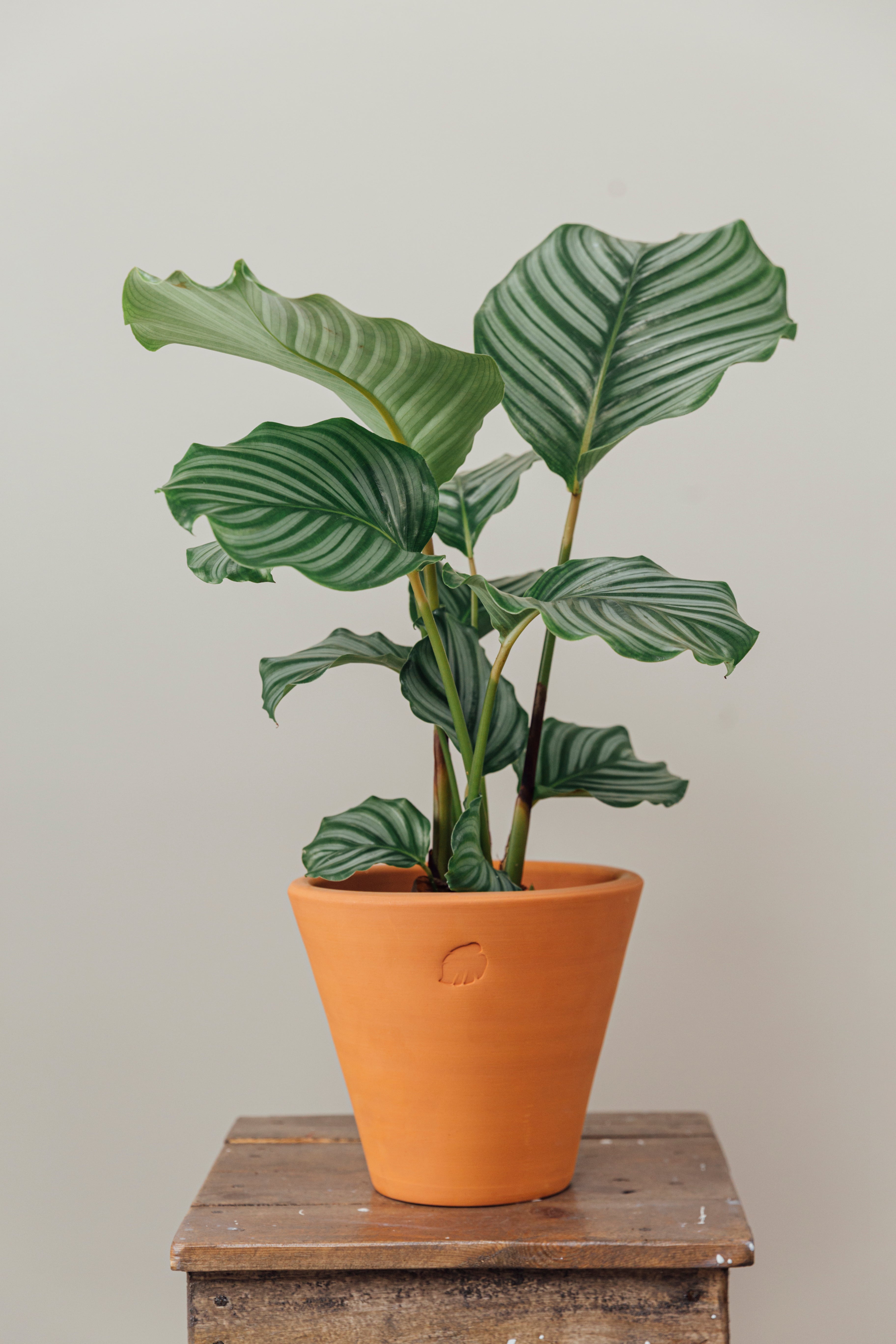 Orbifolia Clay Çömlek Saksılı
