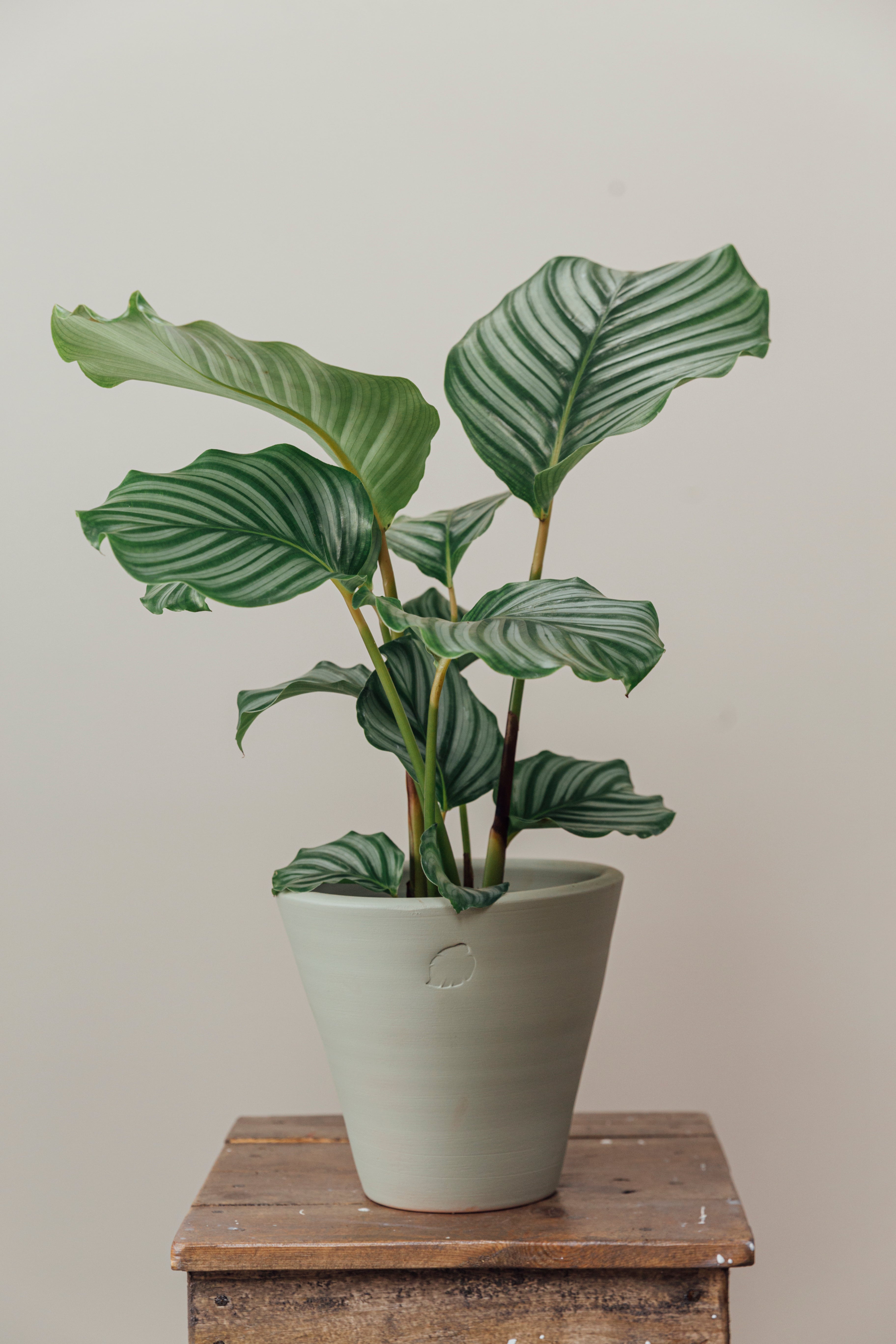 Orbifolia Mint Çömlek Saksılı