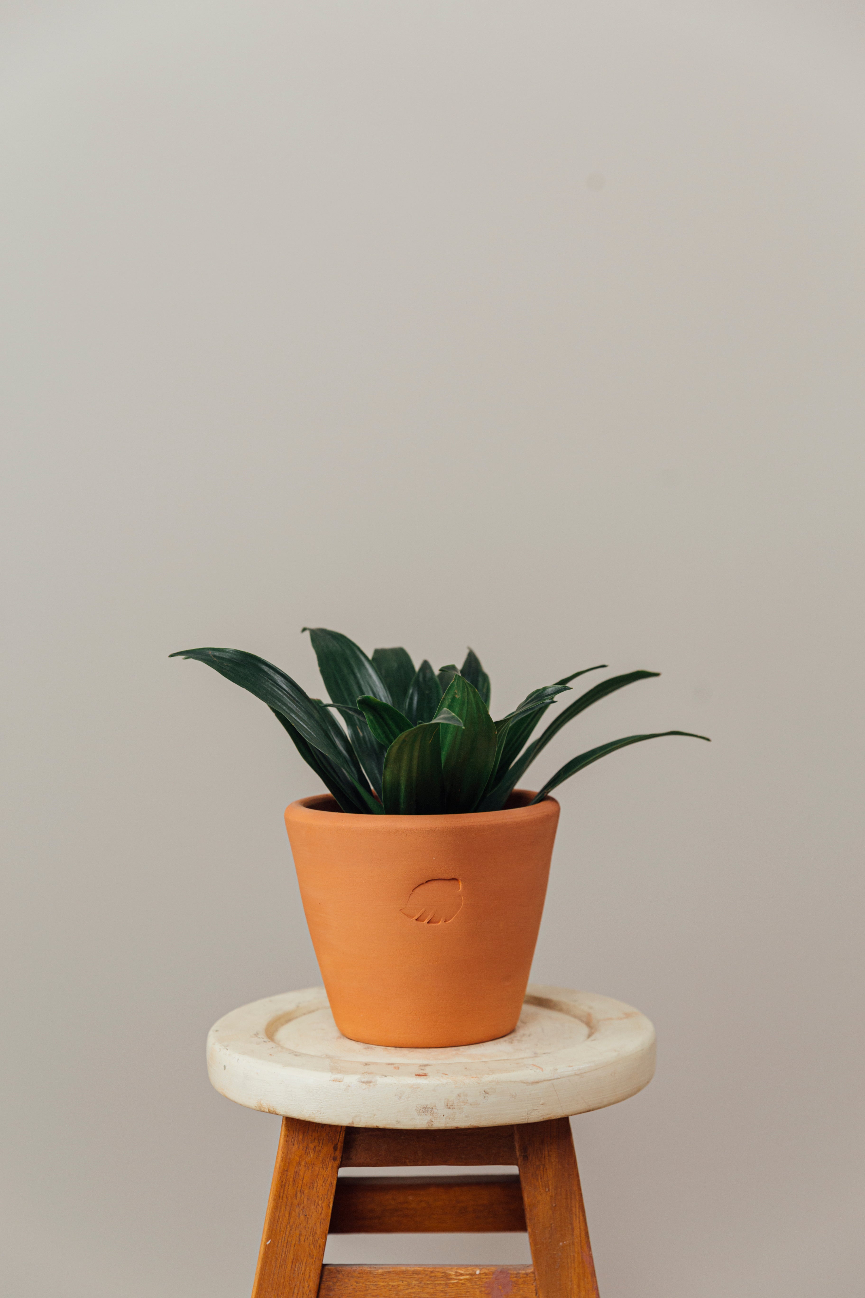 Compacta Clay Çömlek Saksılı
