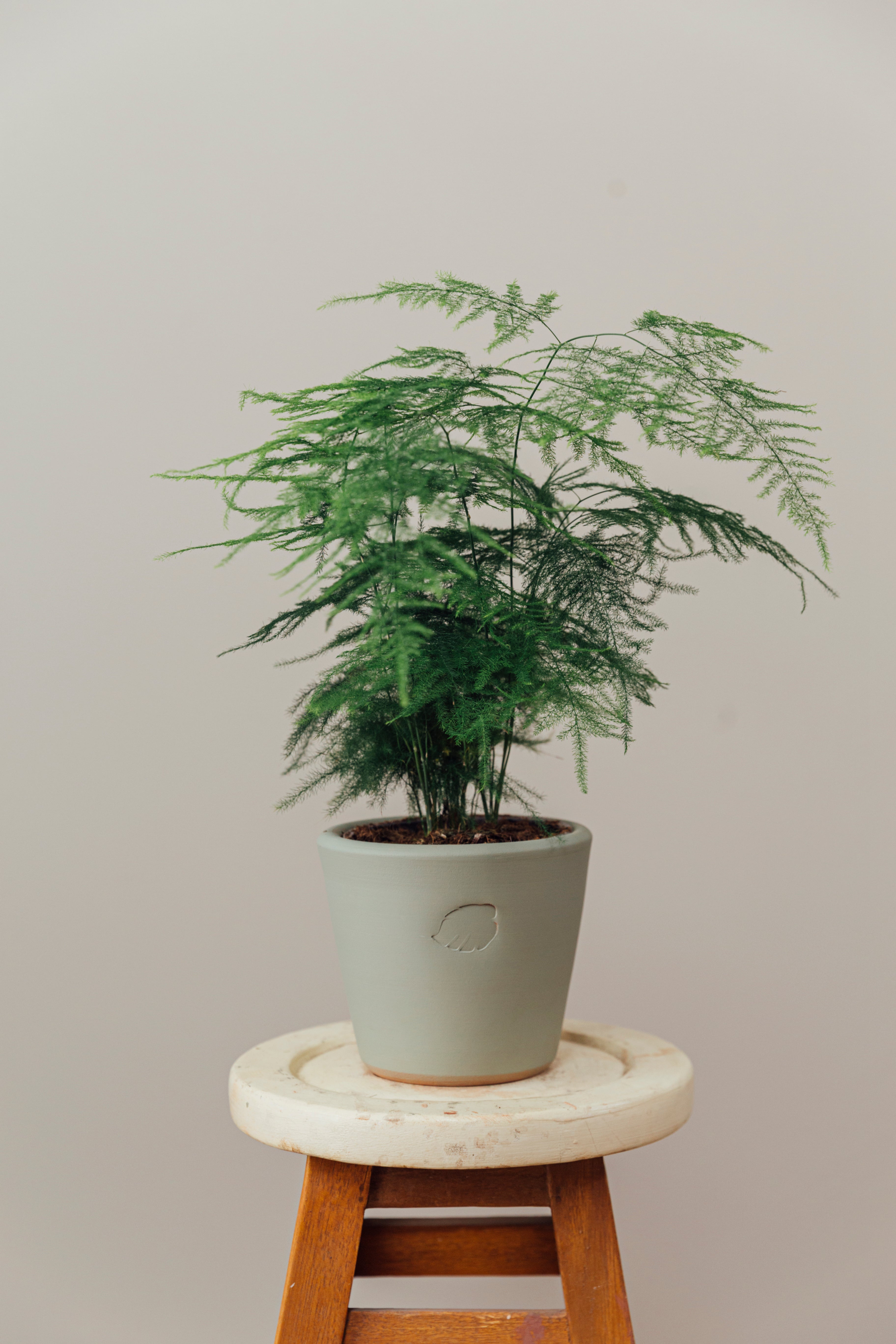 Penelope Mint Çömlek Saksılı