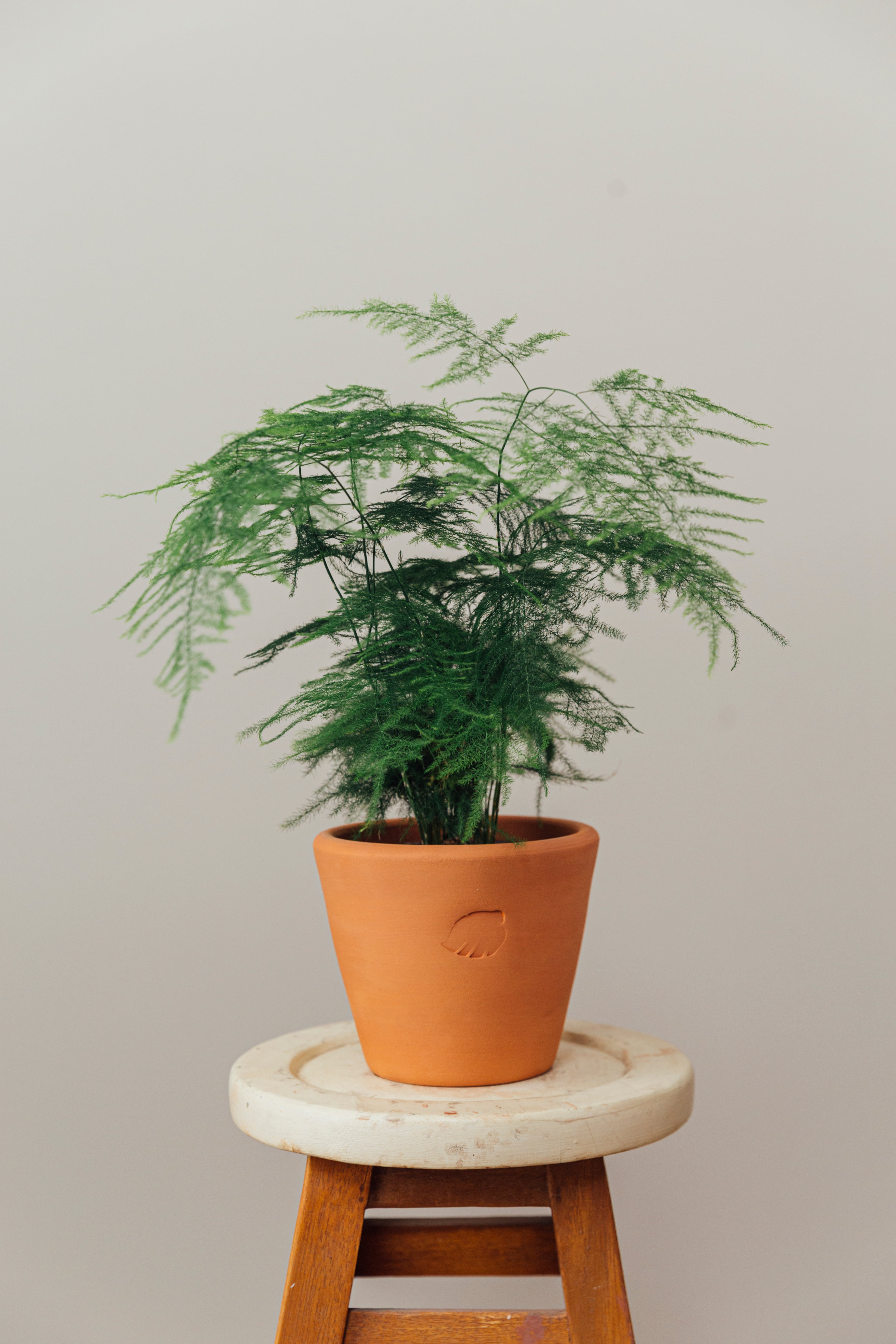 Penelope Clay Çömlek Saksılı