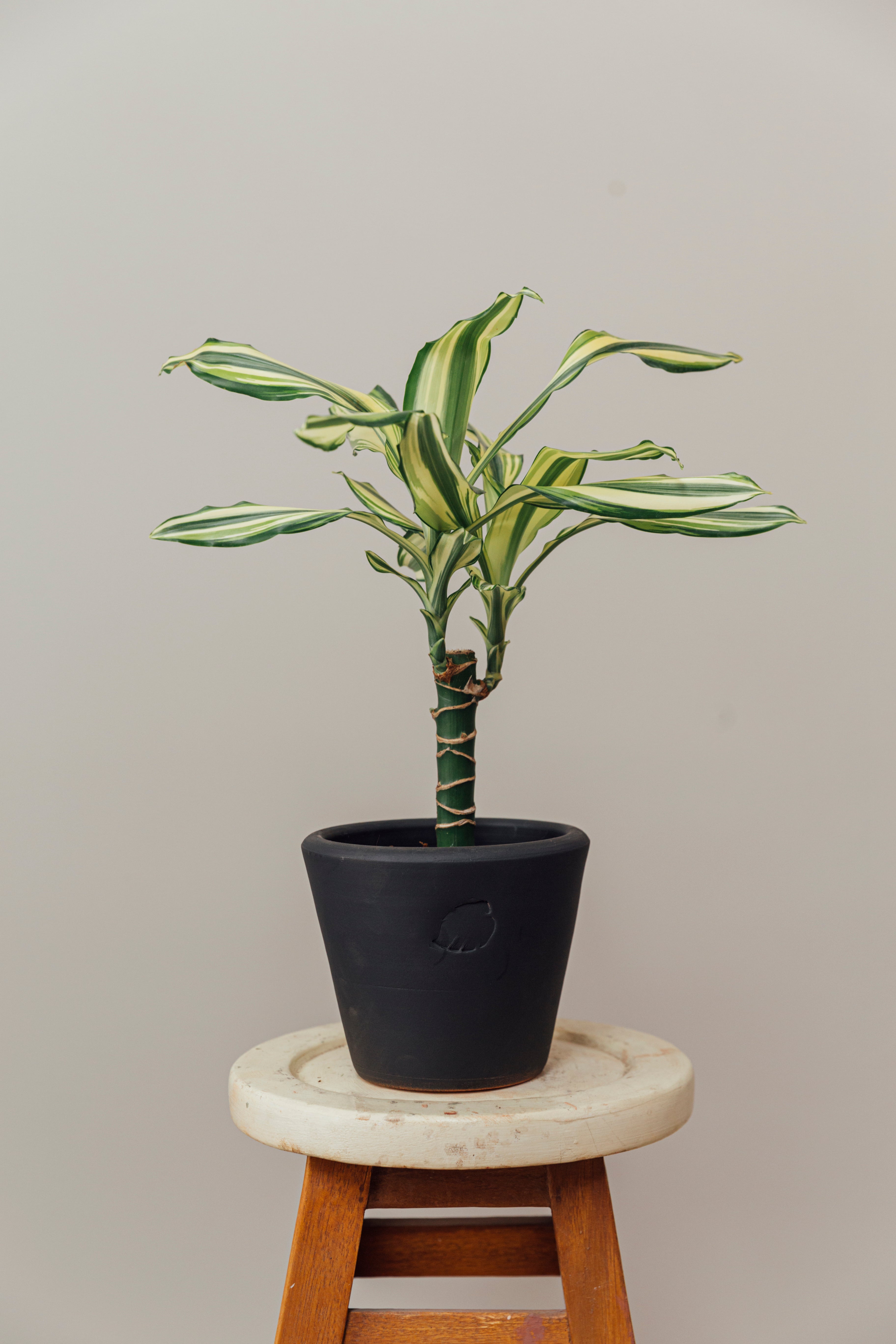 Coast Coal Çömlek Saksılı