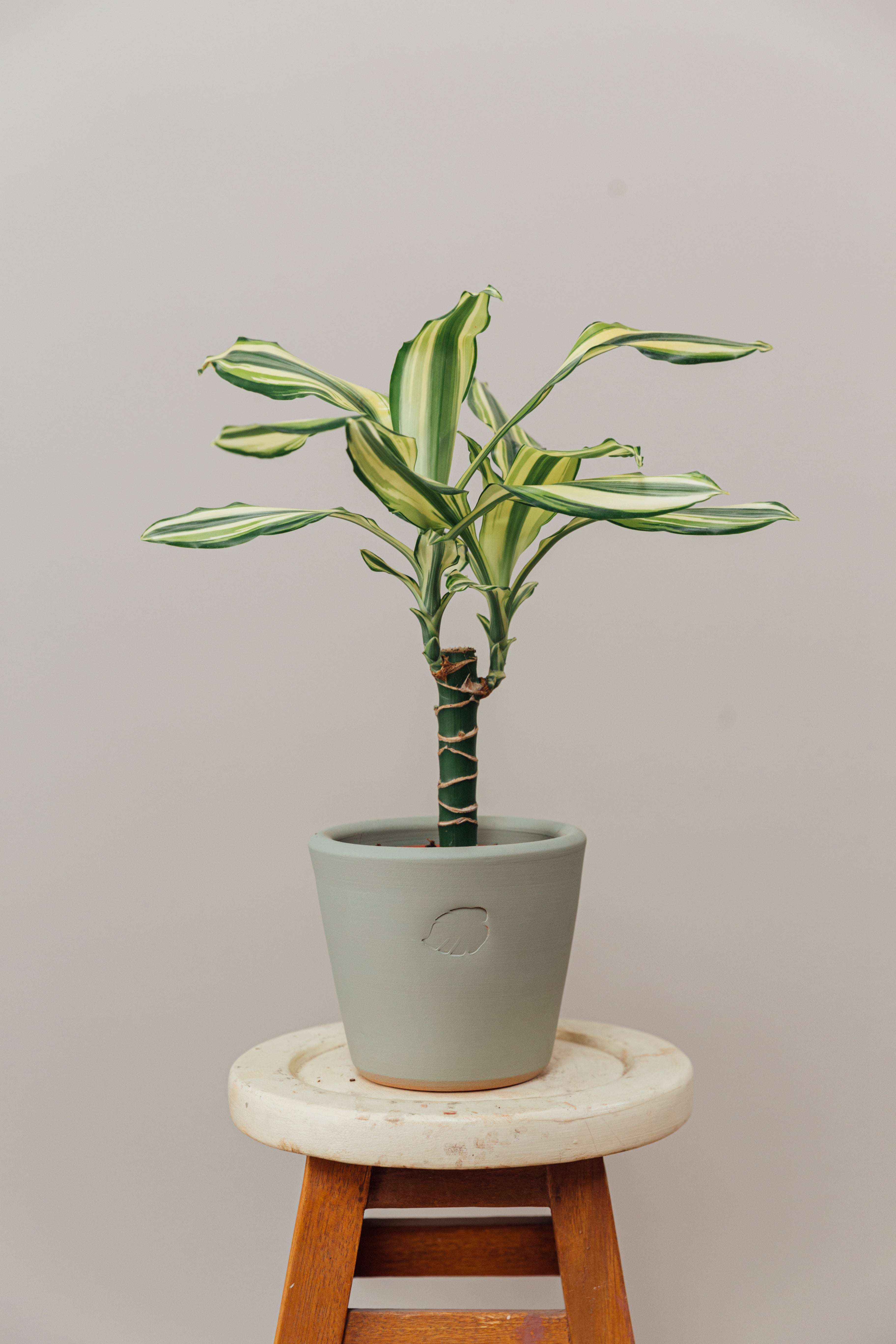 Coast Mint Çömlek Saksılı