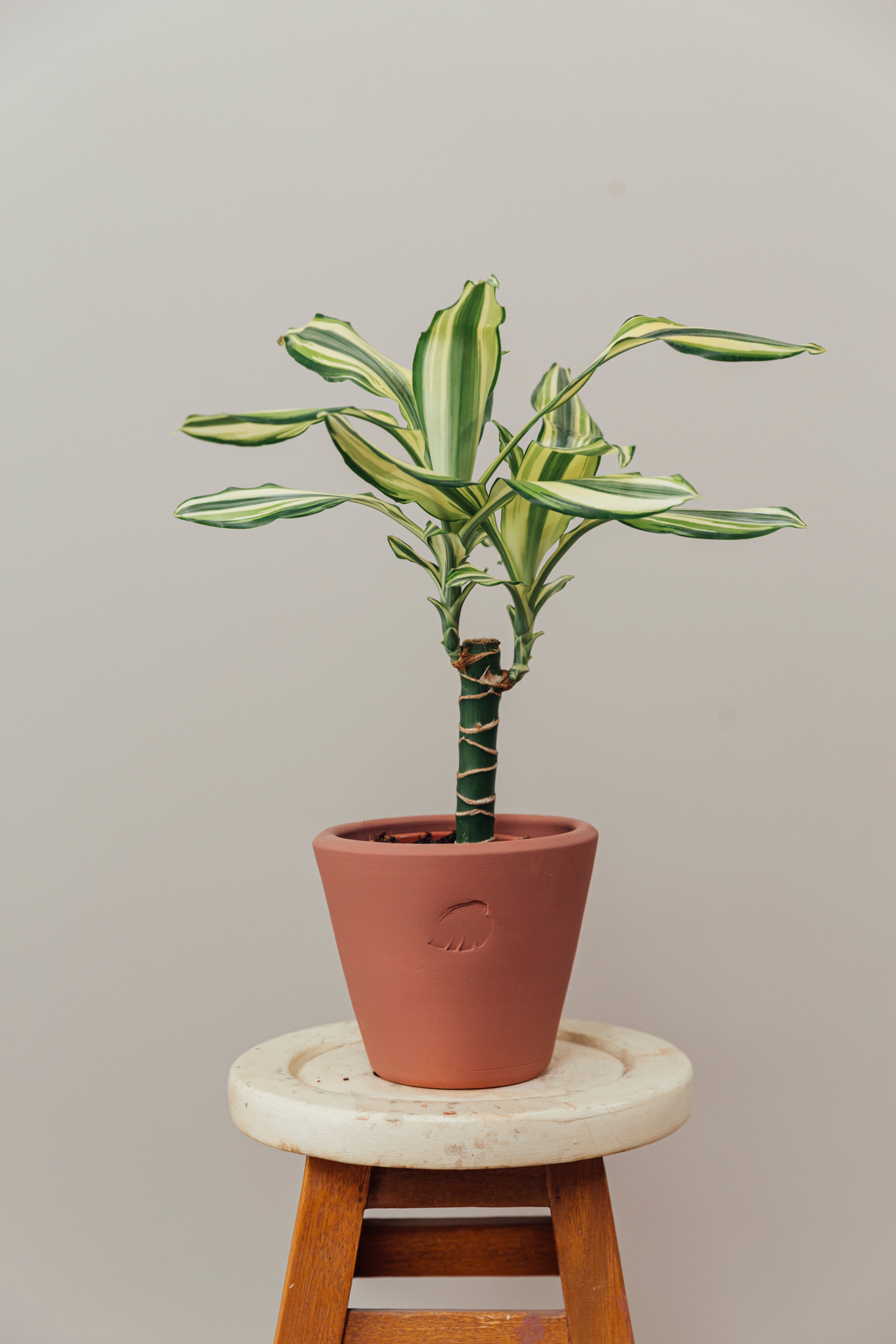 Coast Sunset Çömlek Saksılı