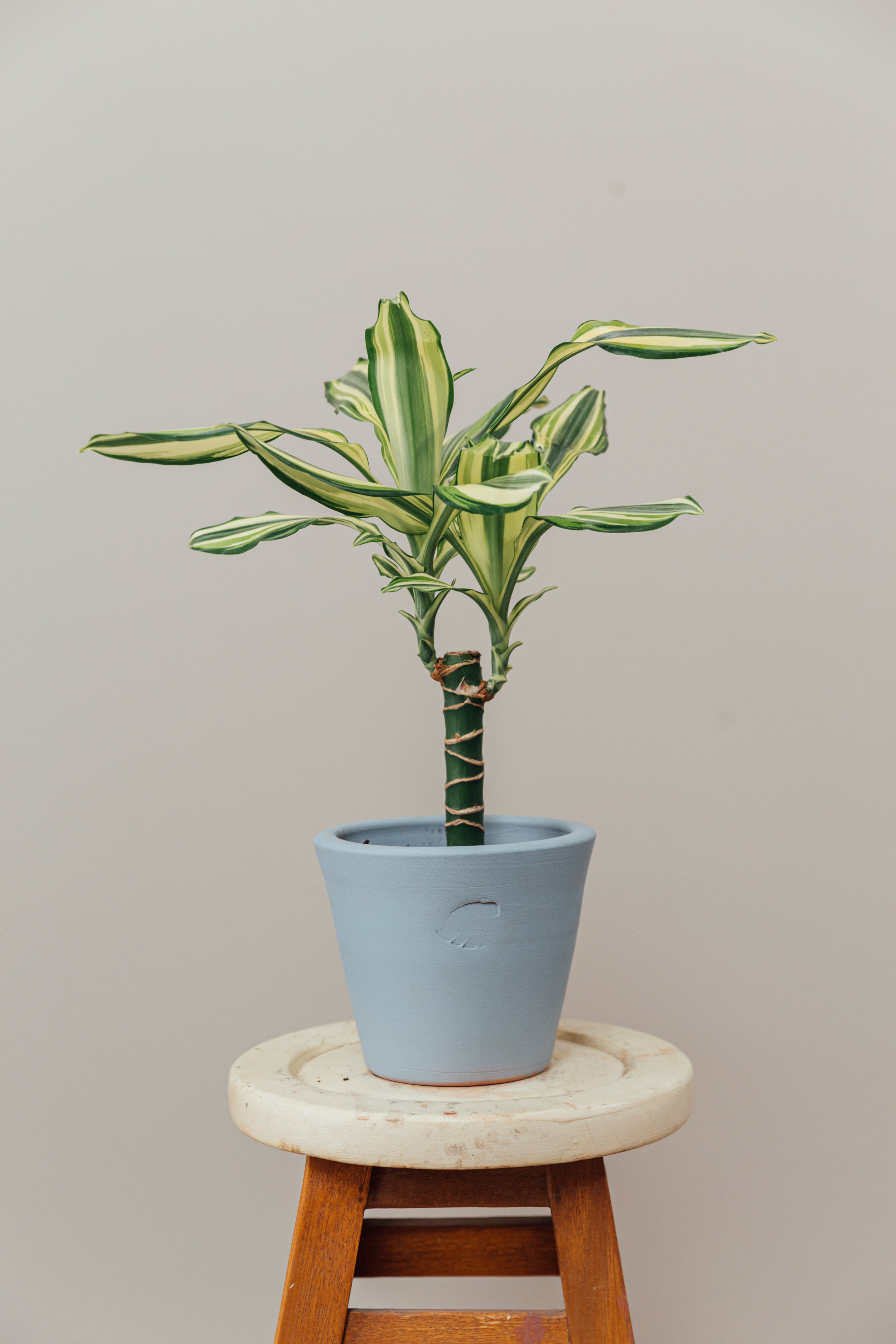 Coast Sky Çömlek Saksılı