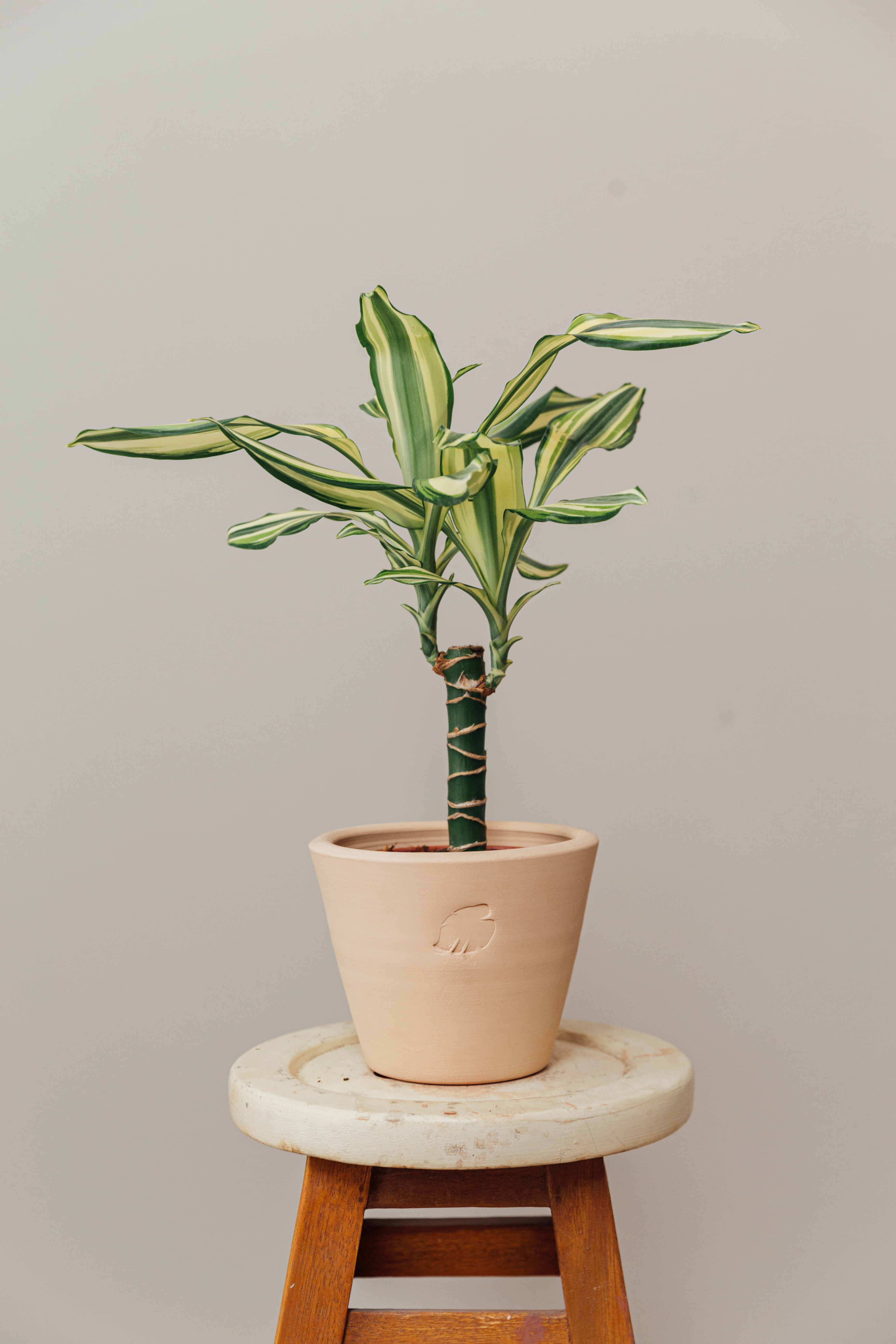 Coast Sahara Çömlek Saksılı