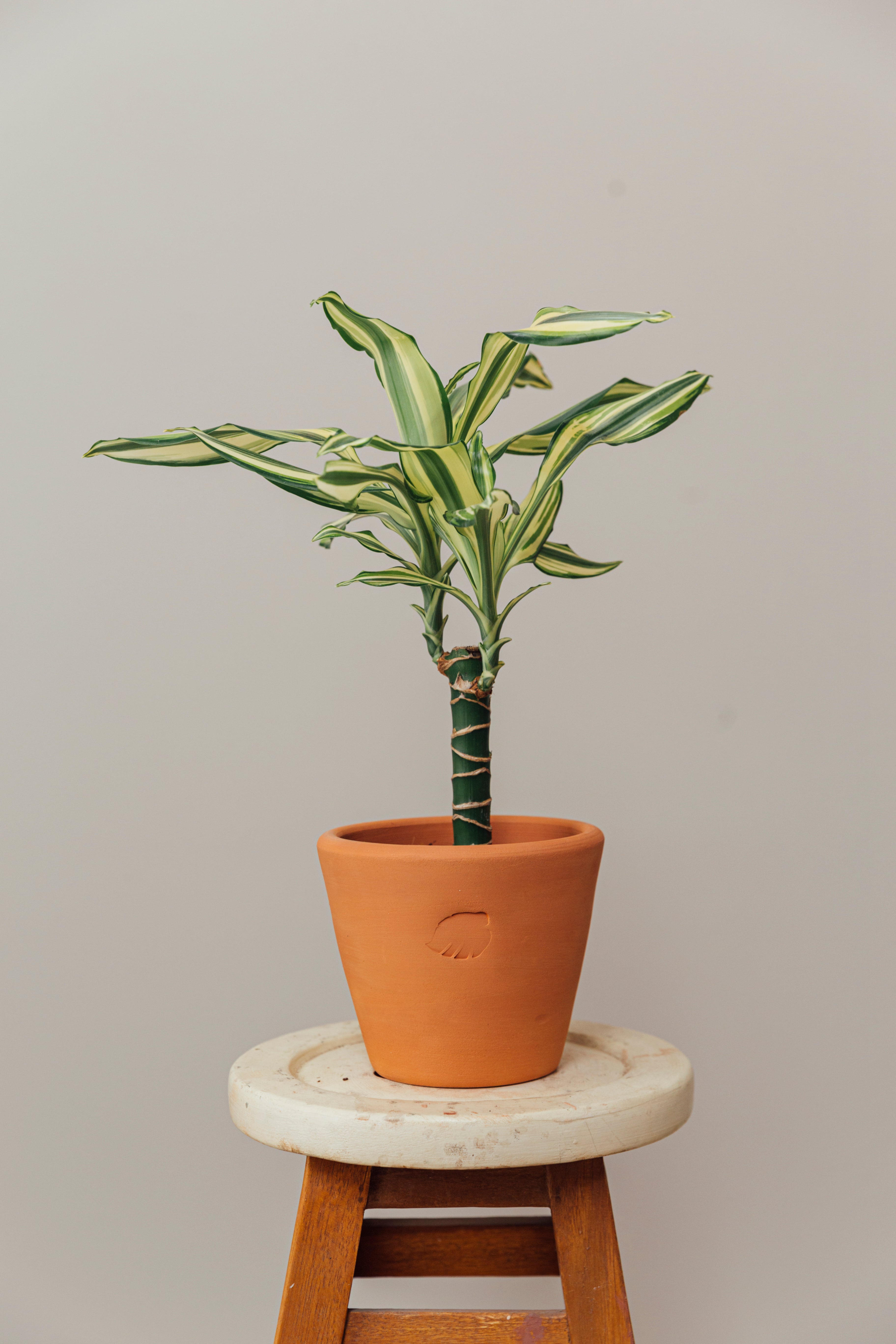 Coast Clay Çömlek Saksılı