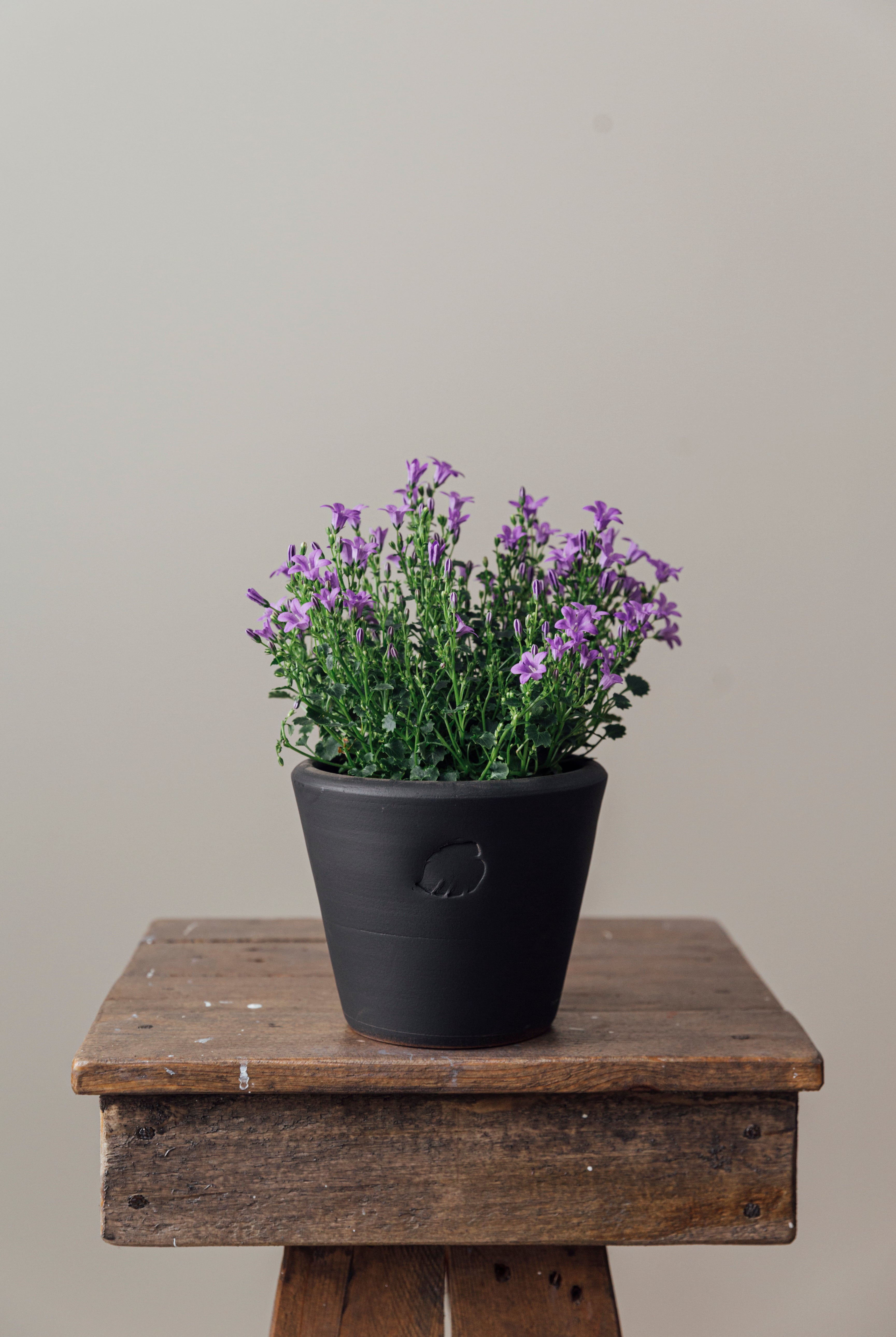 Campanula Coal Çömlek Saksılı