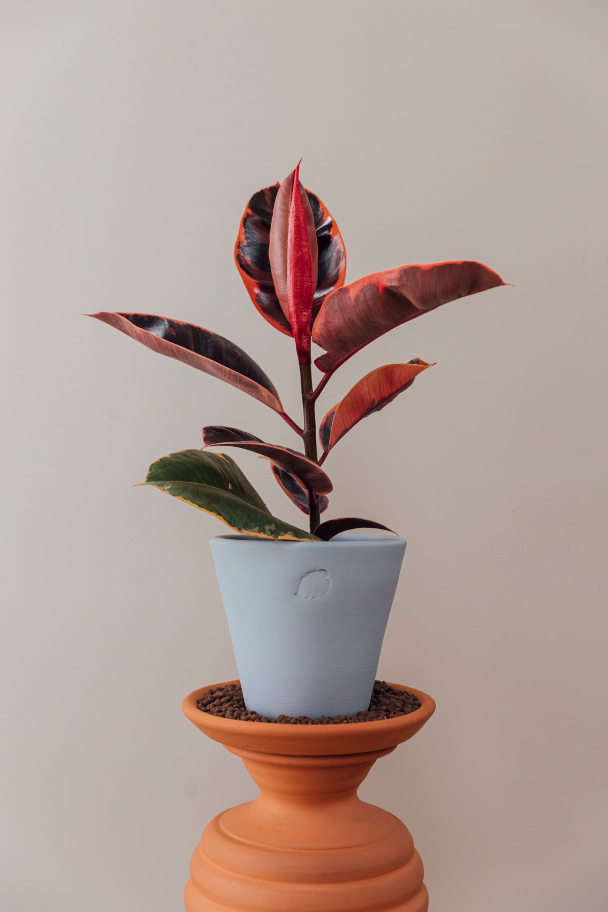 Pink Liam Jr Sky Çömlek Saksılı