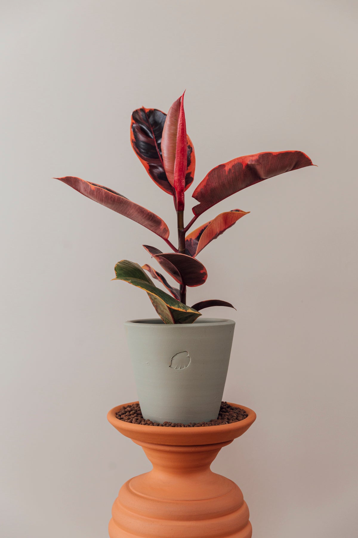 Pink Liam Jr Mint Çömlek Saksılı