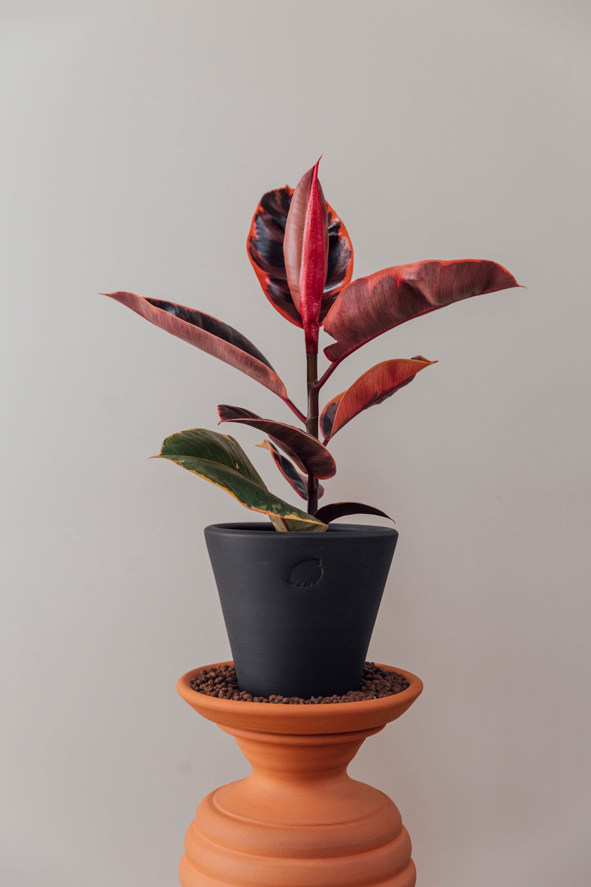 Pink Liam Jr Coal Çömlek Saksılı