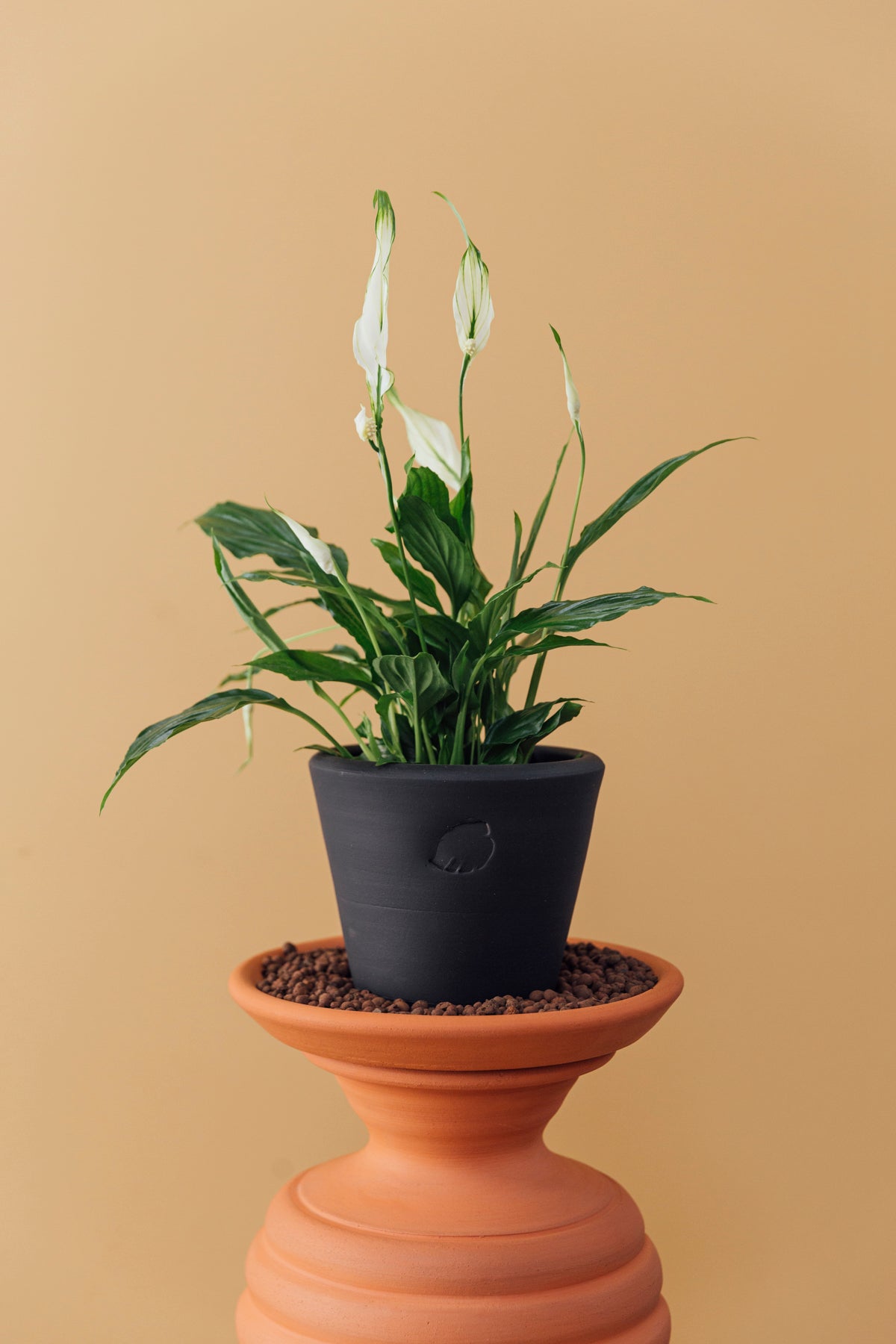 Robin Jr Coal Çömlek Saksılı