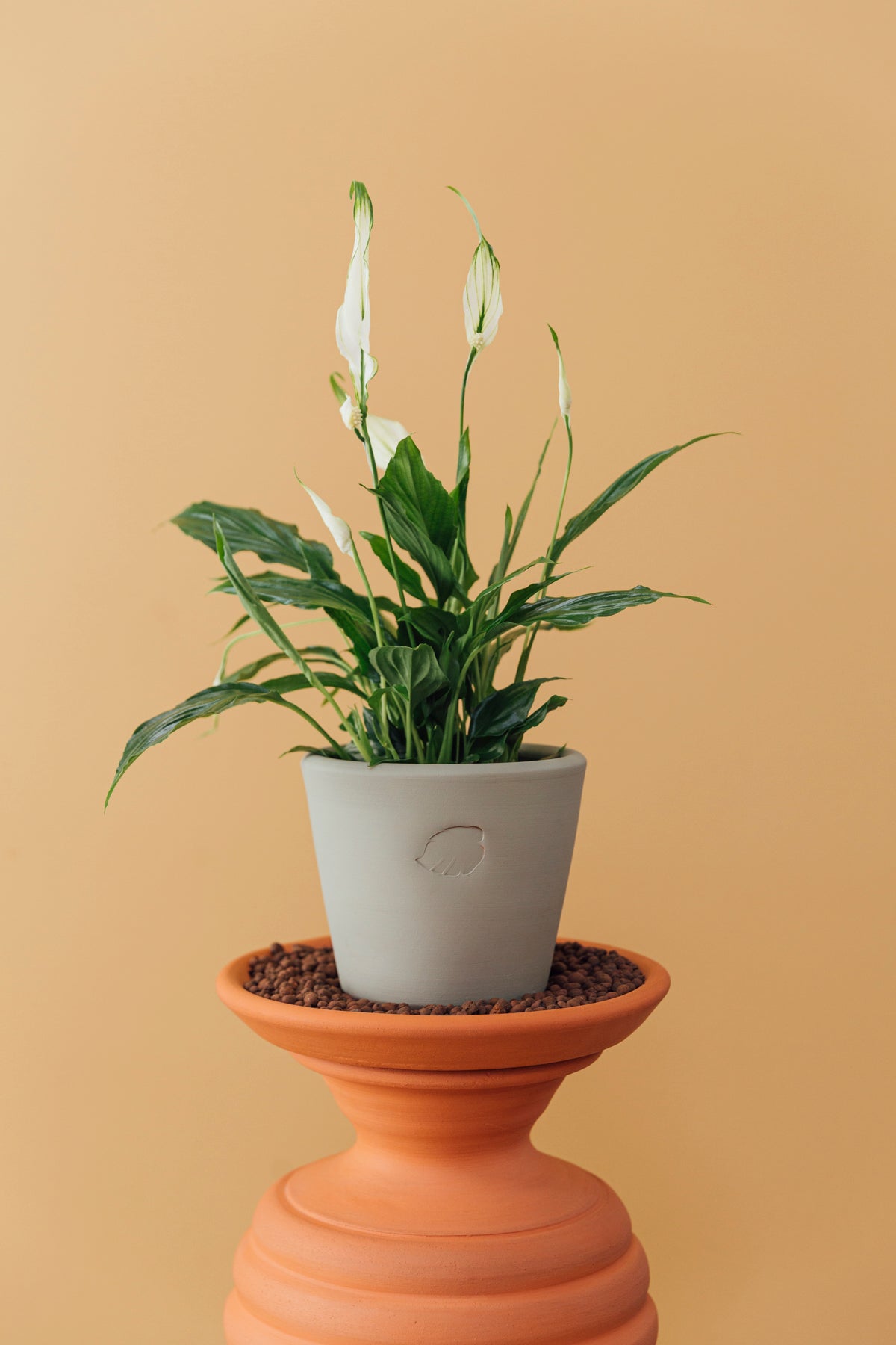 Robin Jr Mint Çömlek Saksılı