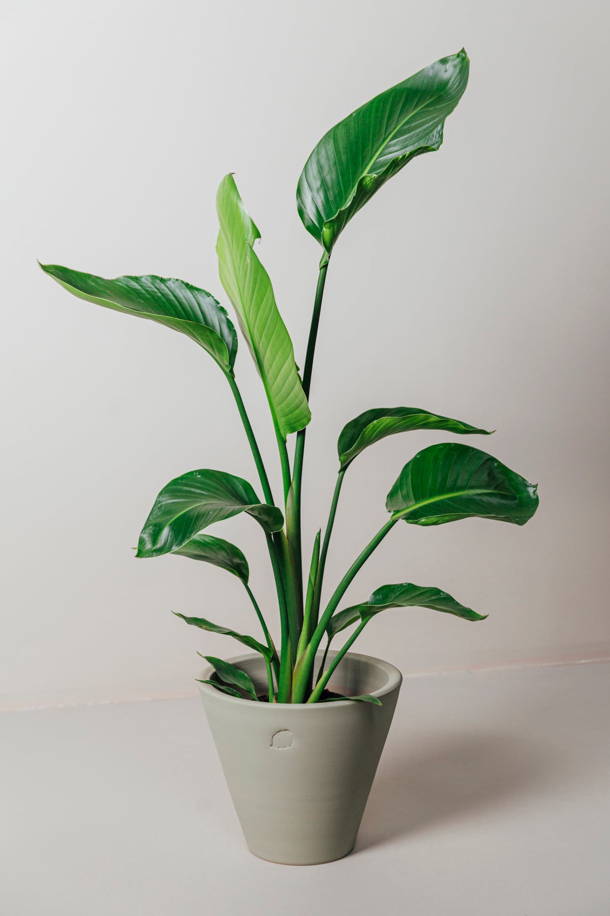 Star 130cm 2 Köklü