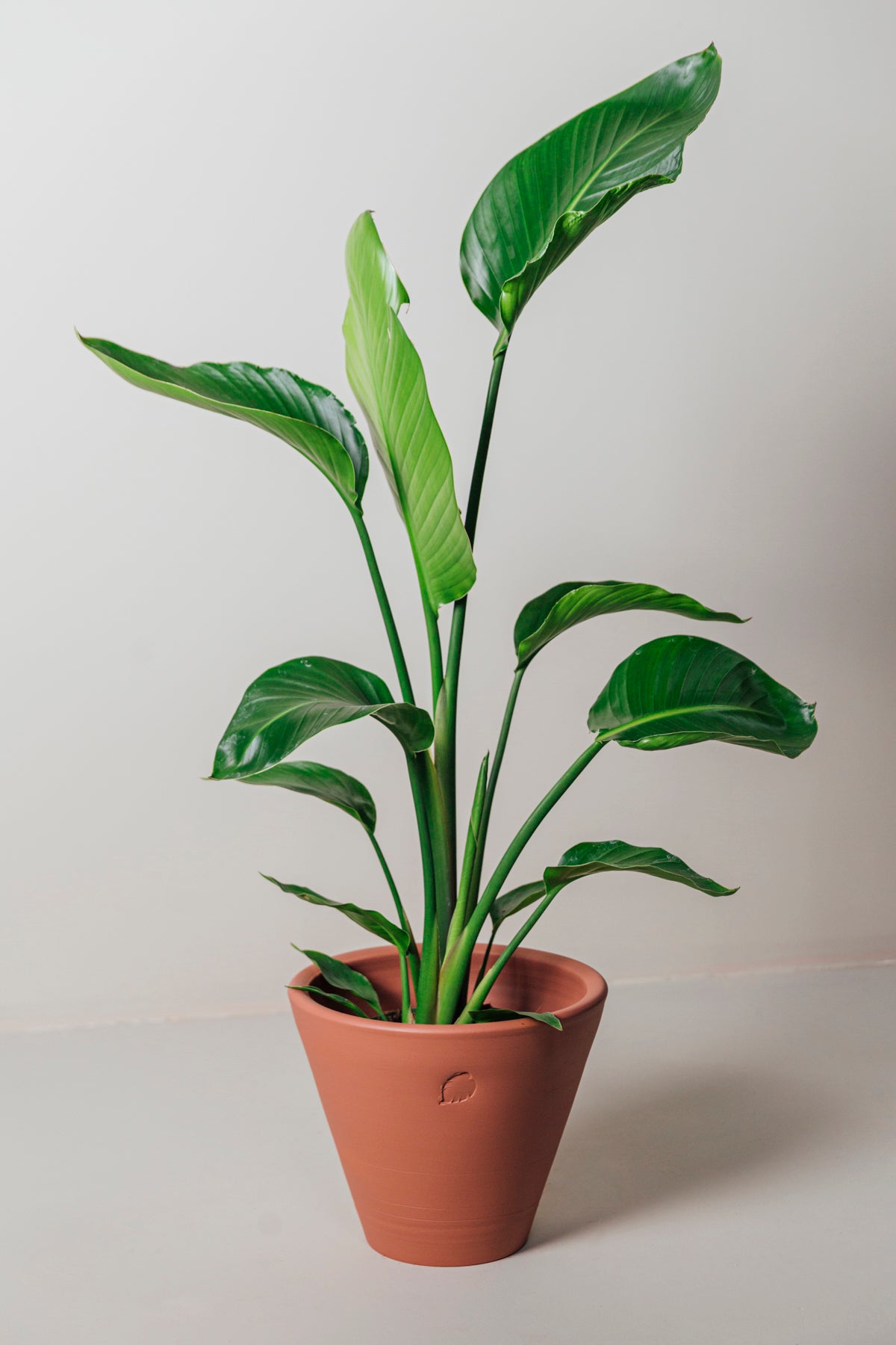 Star 130cm 2 Köklü