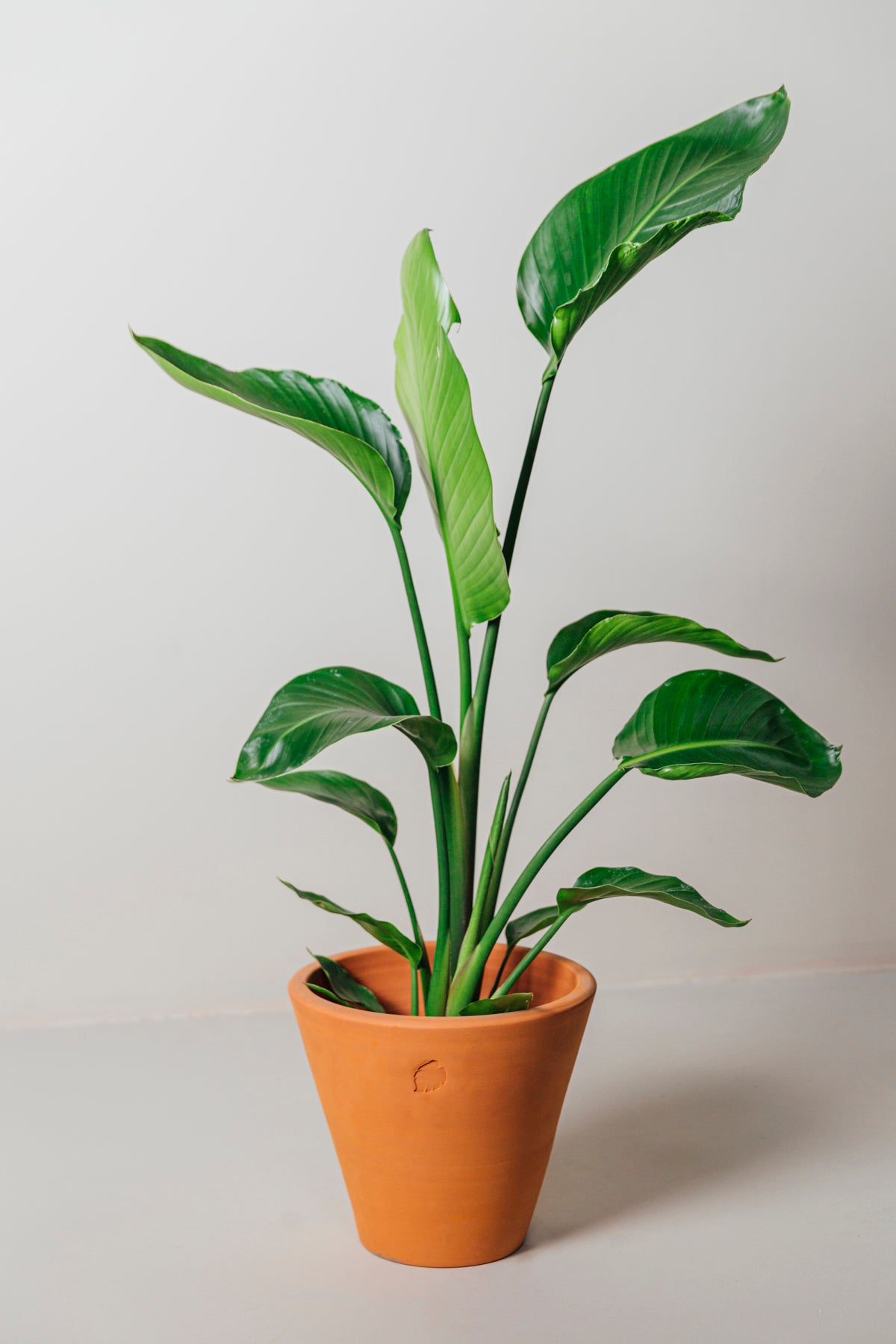 Star 130cm 2 Köklü