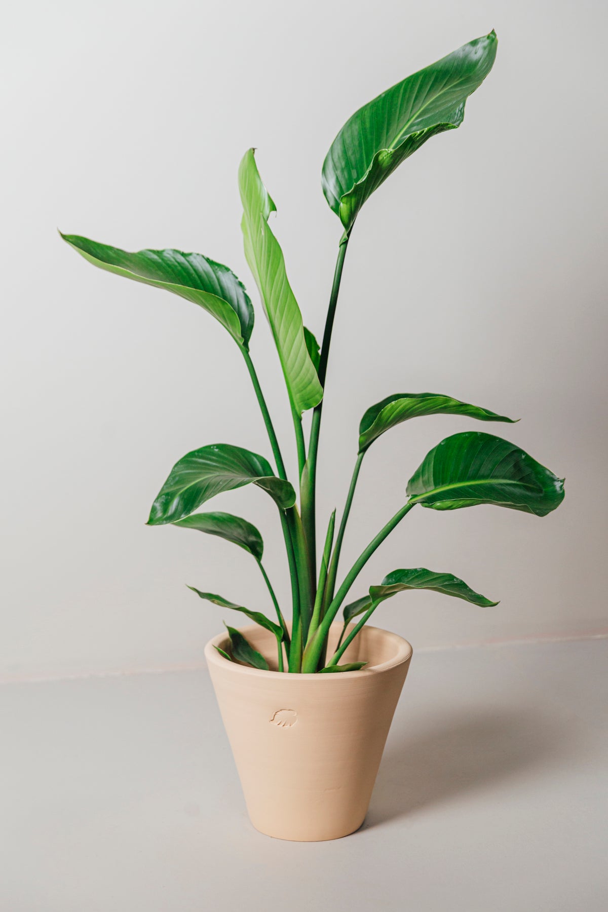 Star 130cm 2 Köklü