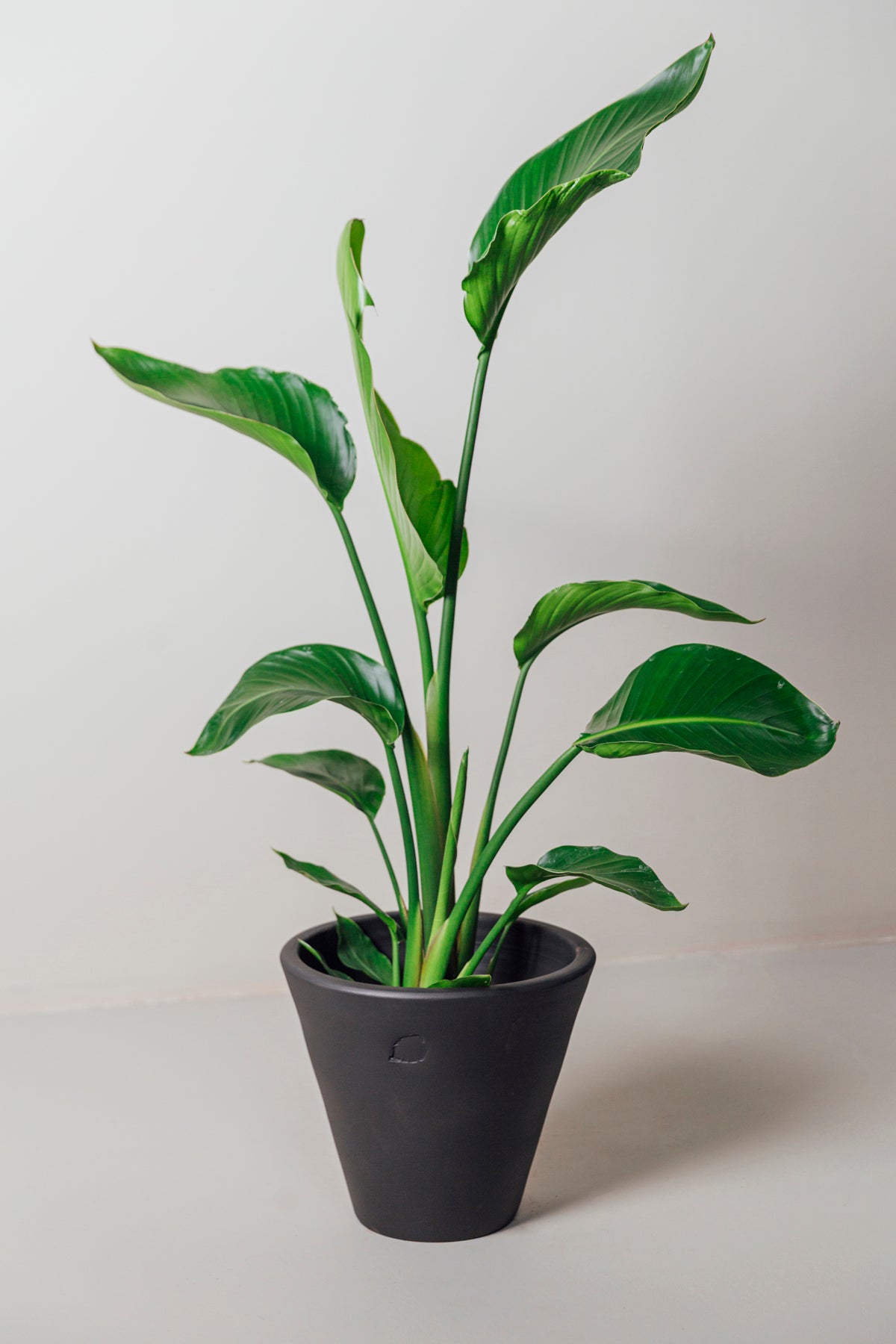 Star 130cm 2 Köklü