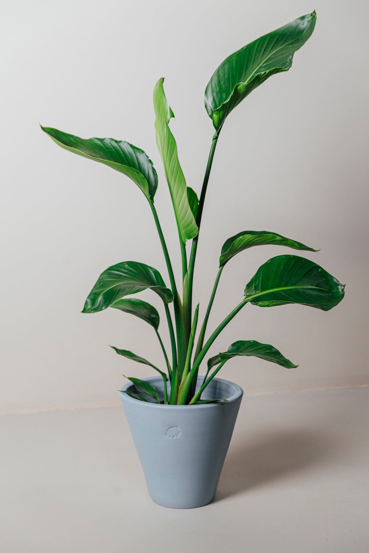 Star 130cm 2 Köklü