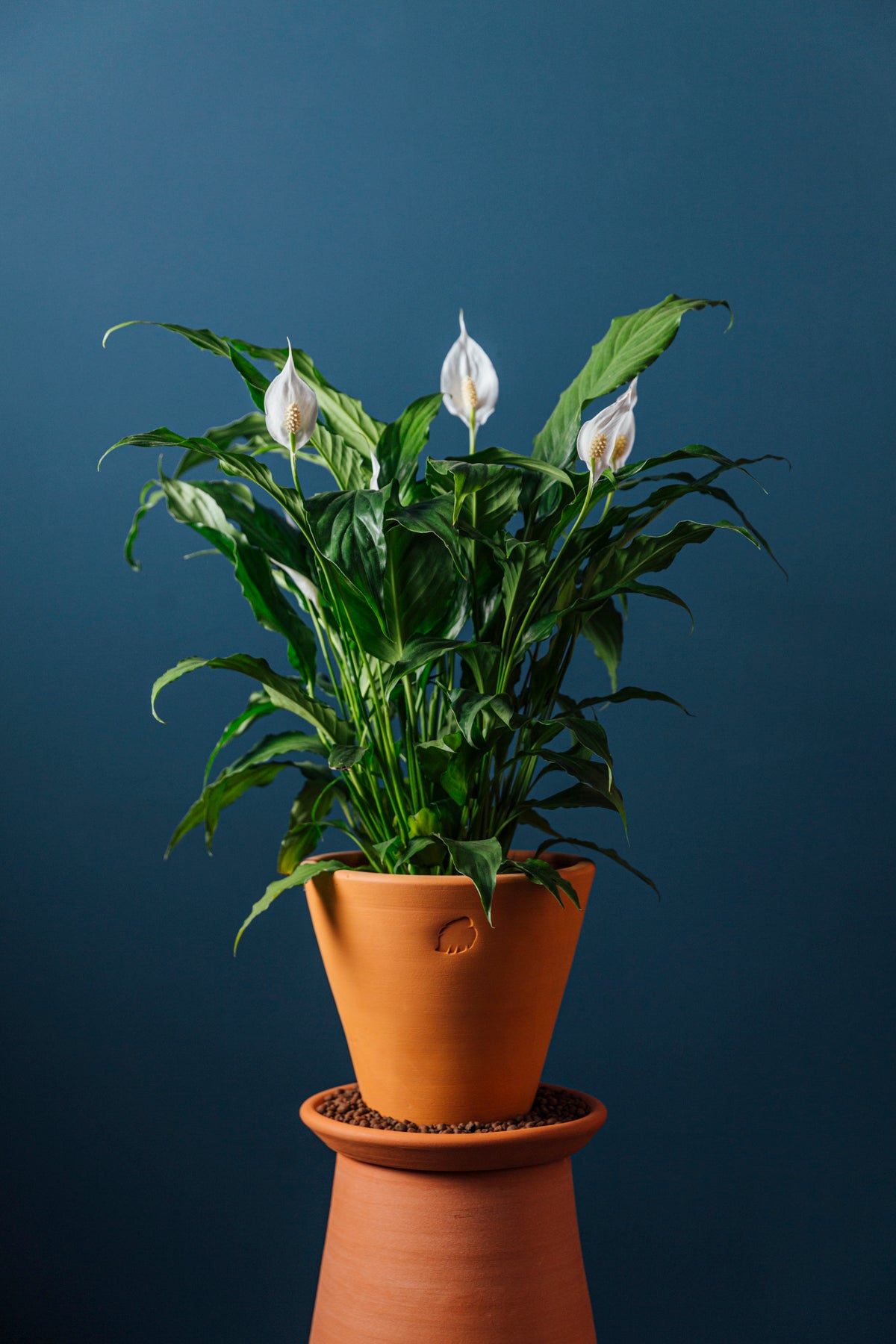 Robin Clay Çömlek Saksılı