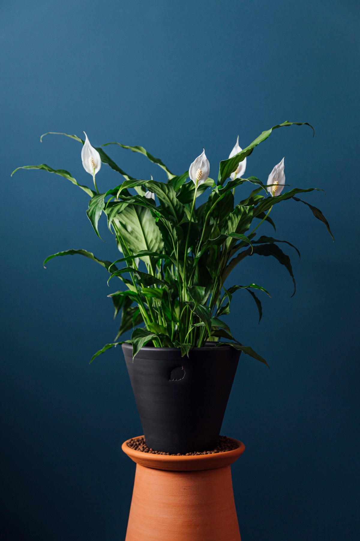 Robin Coal Çömlek Saksılı