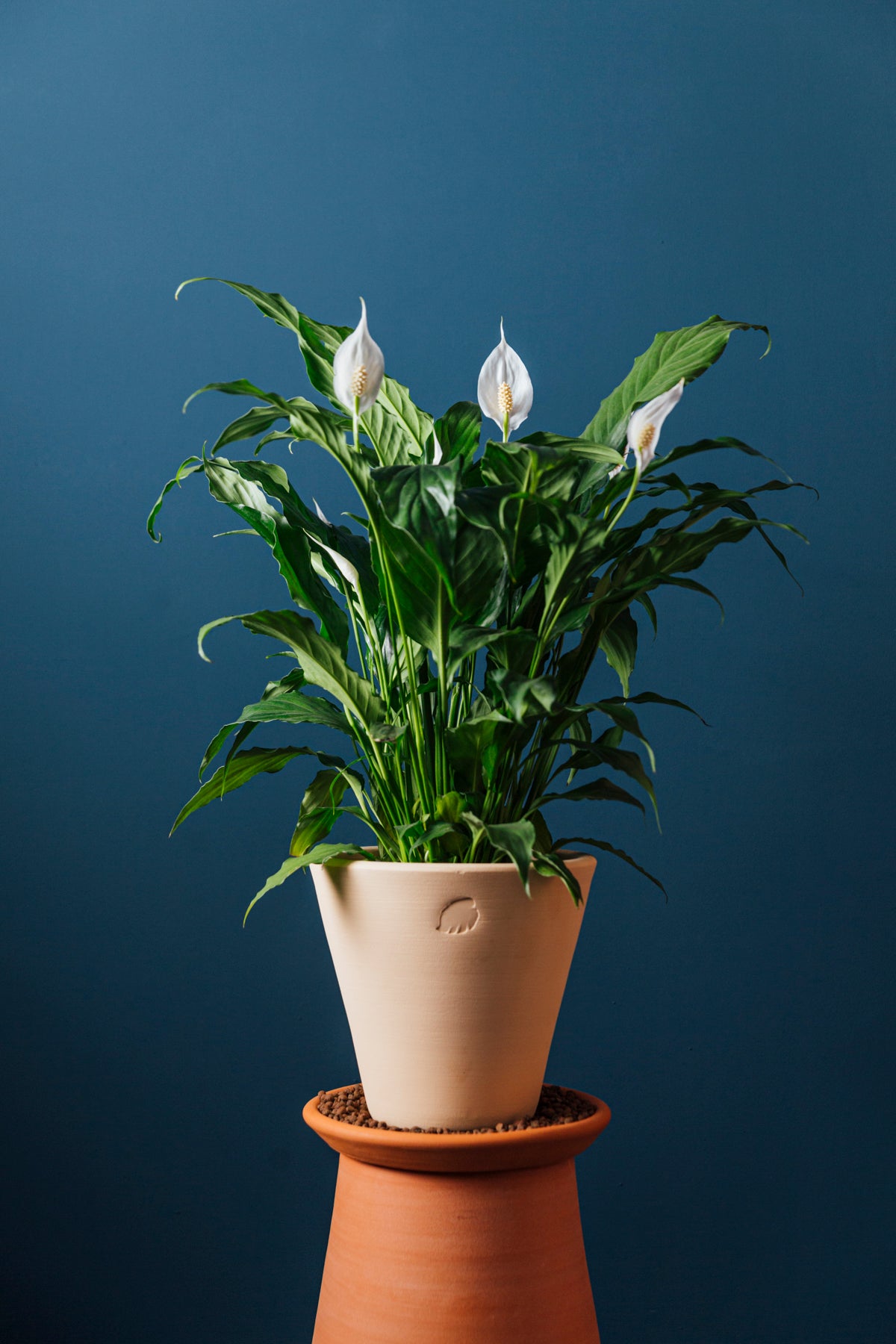 Robin Sahara Çömlek Saksılı