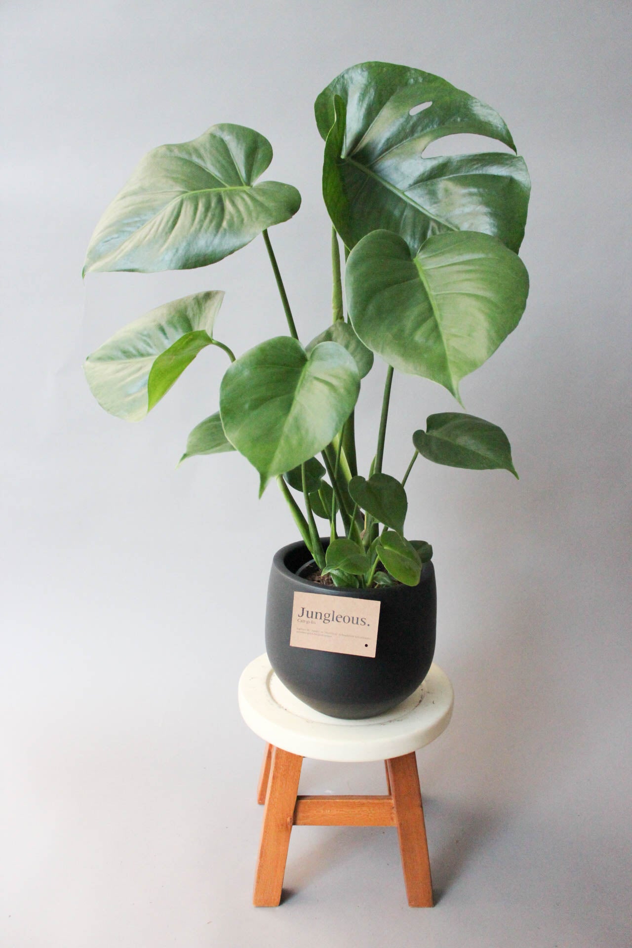 Monstera Deliciosa Bakımı