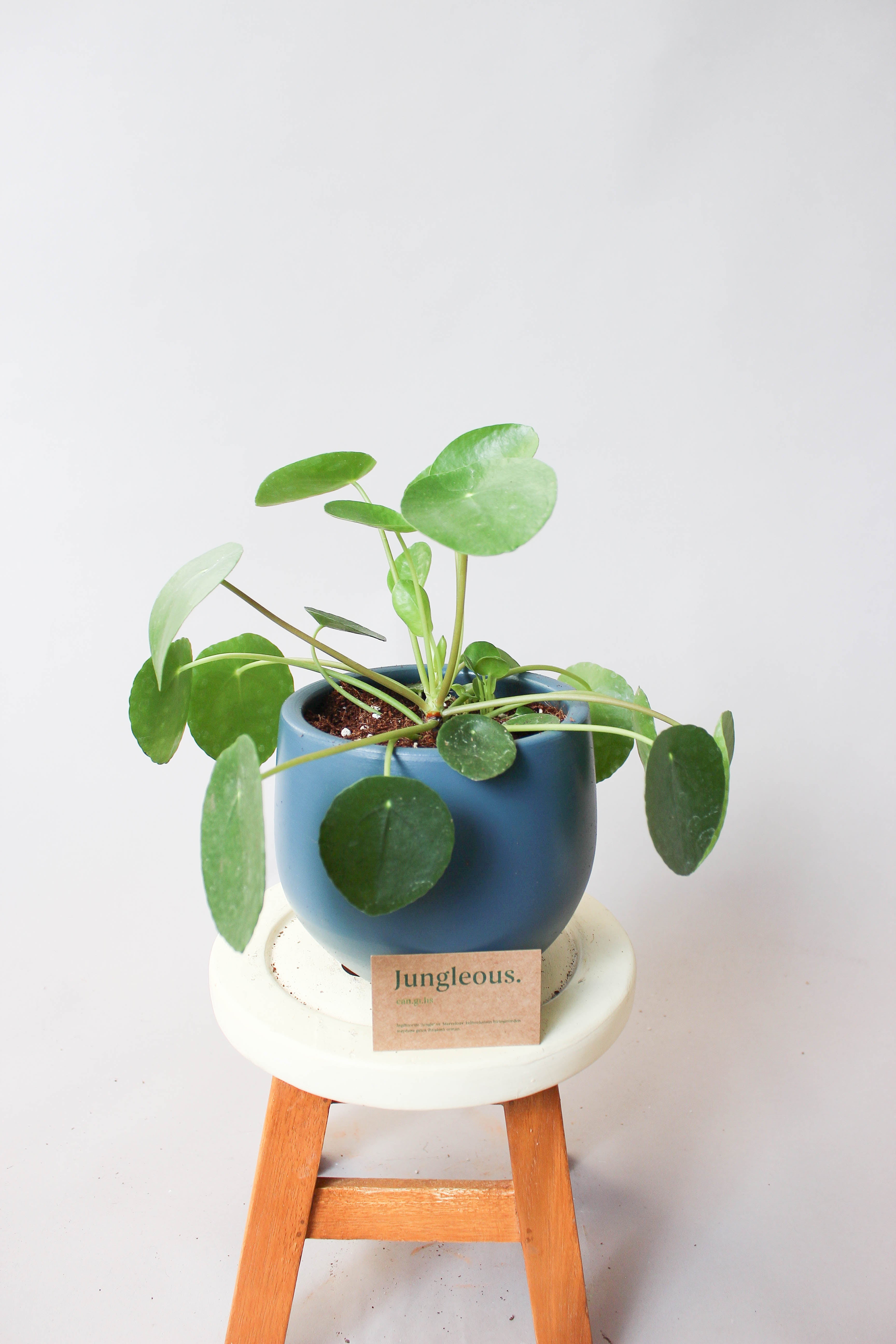 Pilea Peperomioides Bakımı