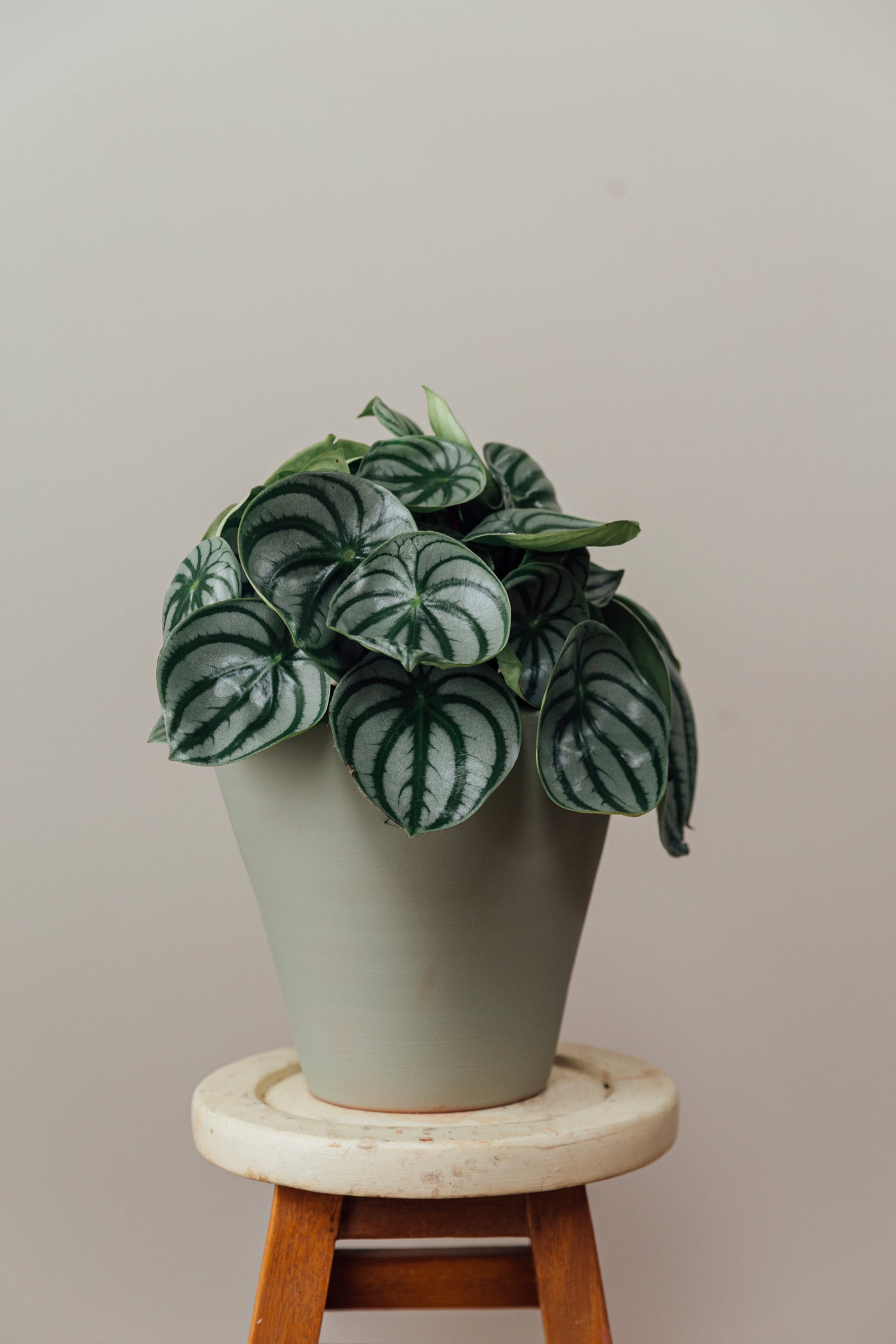 Peperomia Nasıl Bakılır? Eksiksiz Rehber | Jungleous