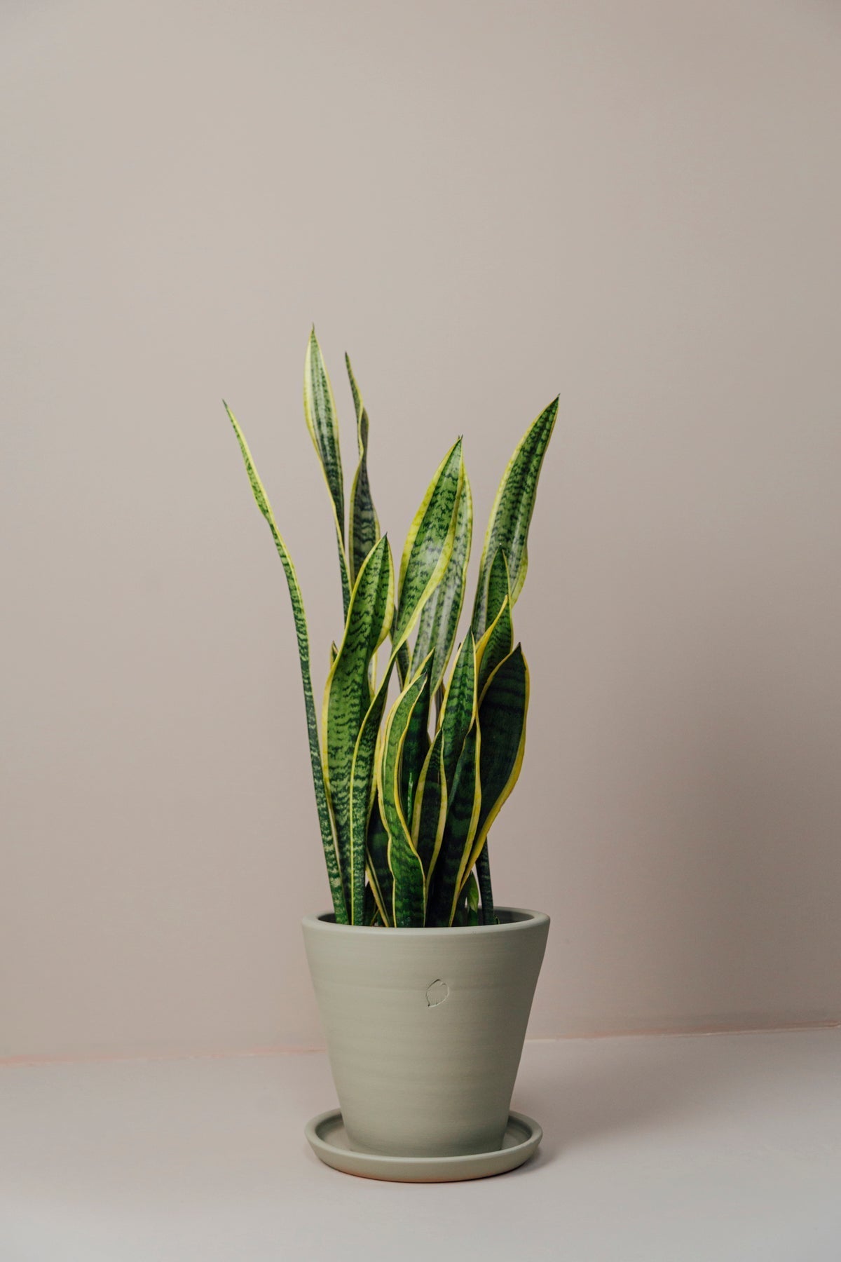 Kılıç Bitkisi (Sansevieria) Bakımı ve Özellikleri