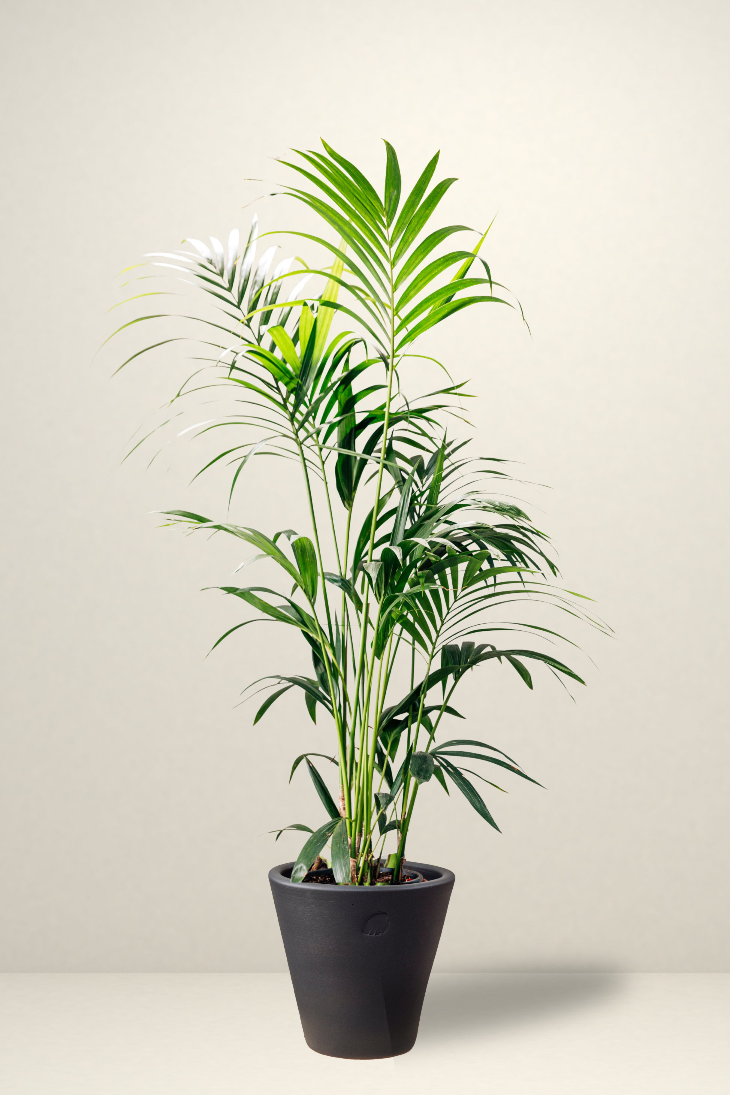 Kentia L Coal Çömlek Saksılı